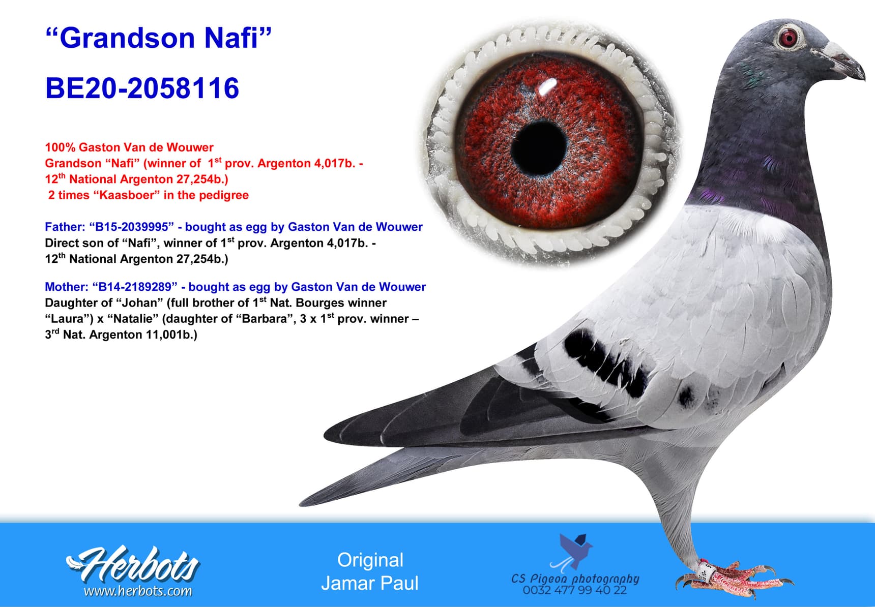 pigeon: undefined