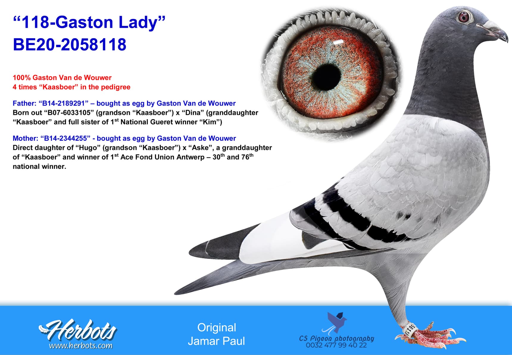 pigeon: undefined