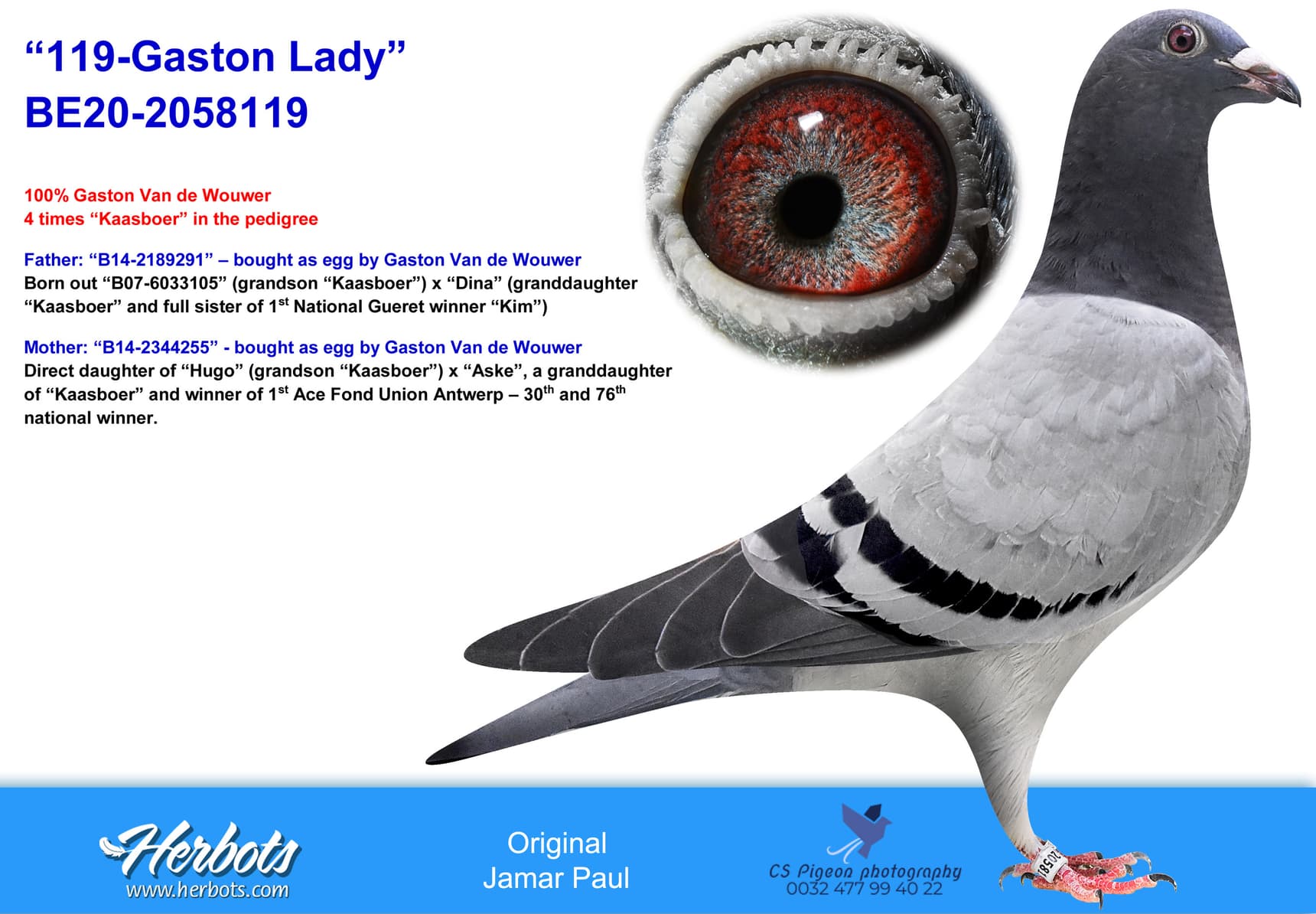 pigeon: undefined