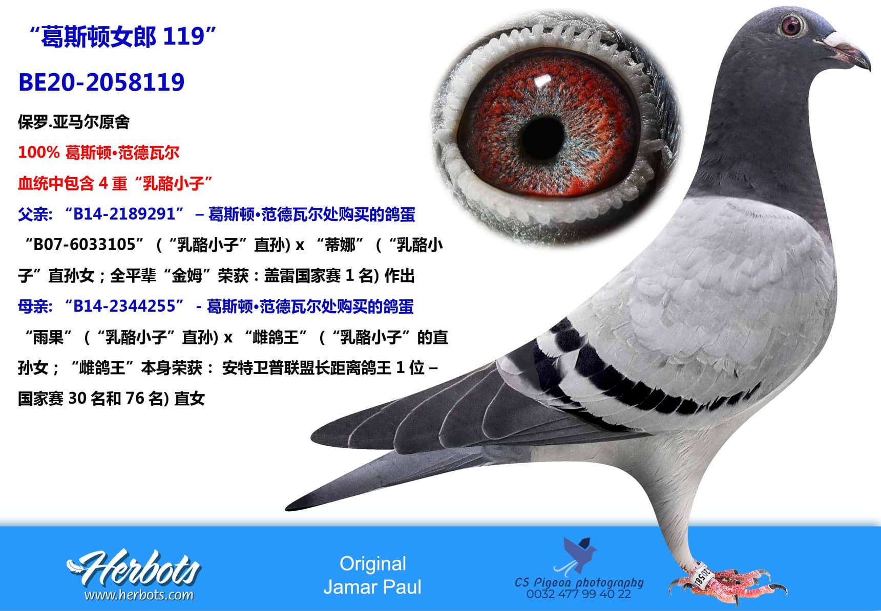 pigeon: undefined