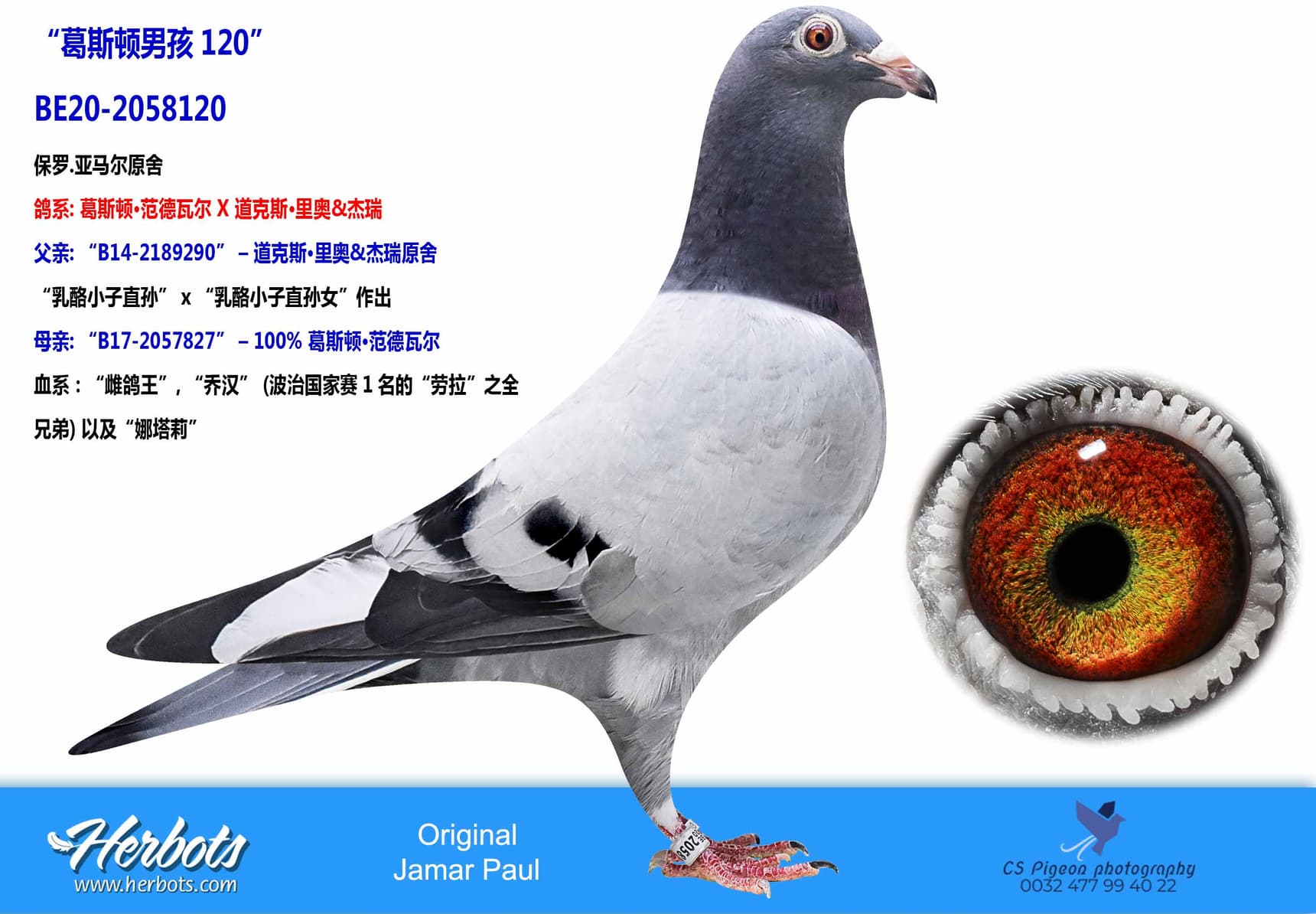 pigeon: “葛斯顿男孩120”