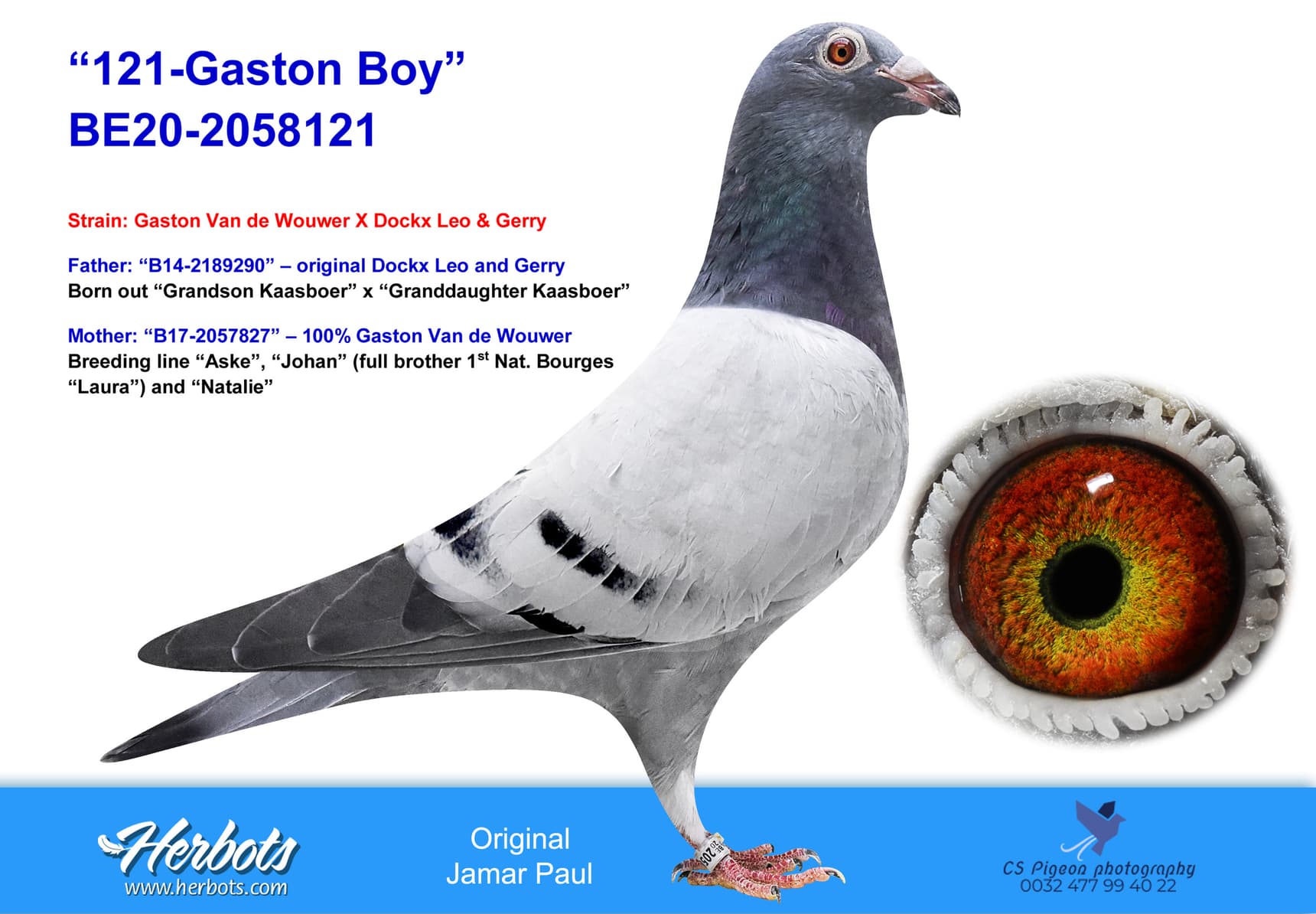 pigeon: “121-Gaston Boy”