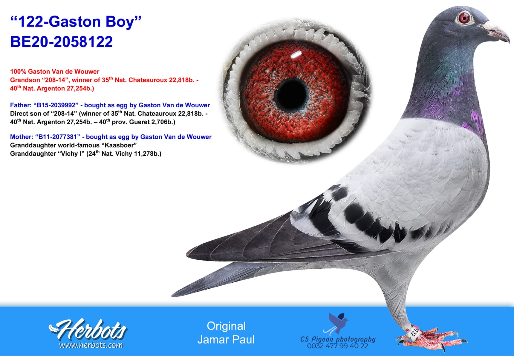 pigeon: undefined