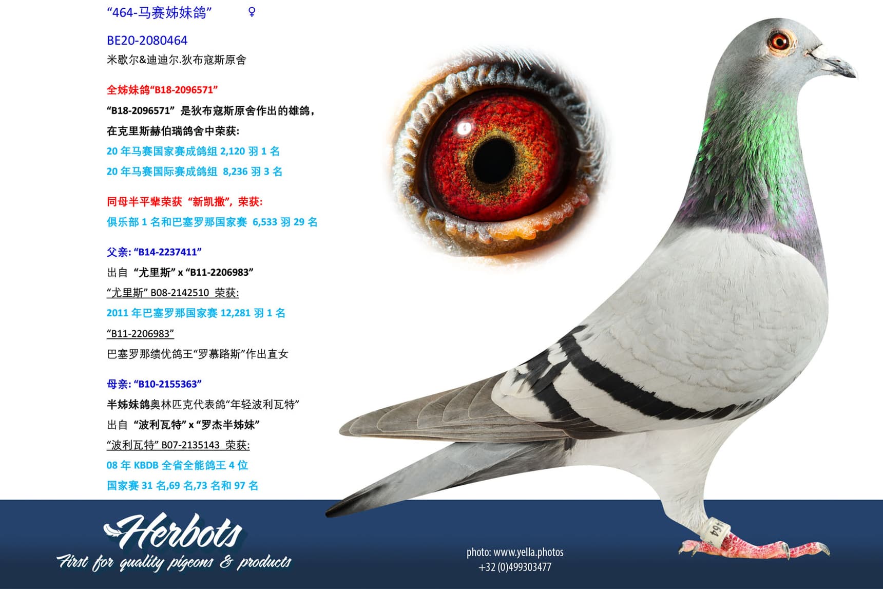 pigeon: undefined