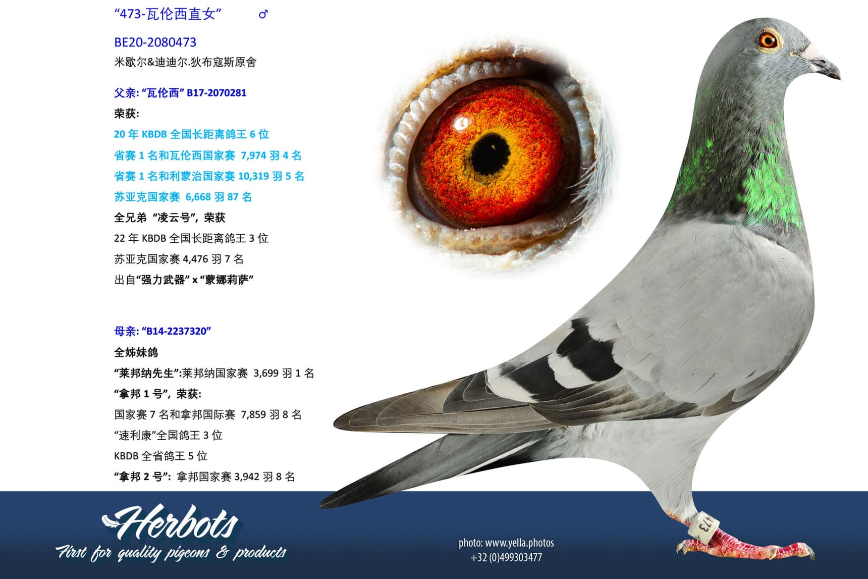 pigeon: undefined
