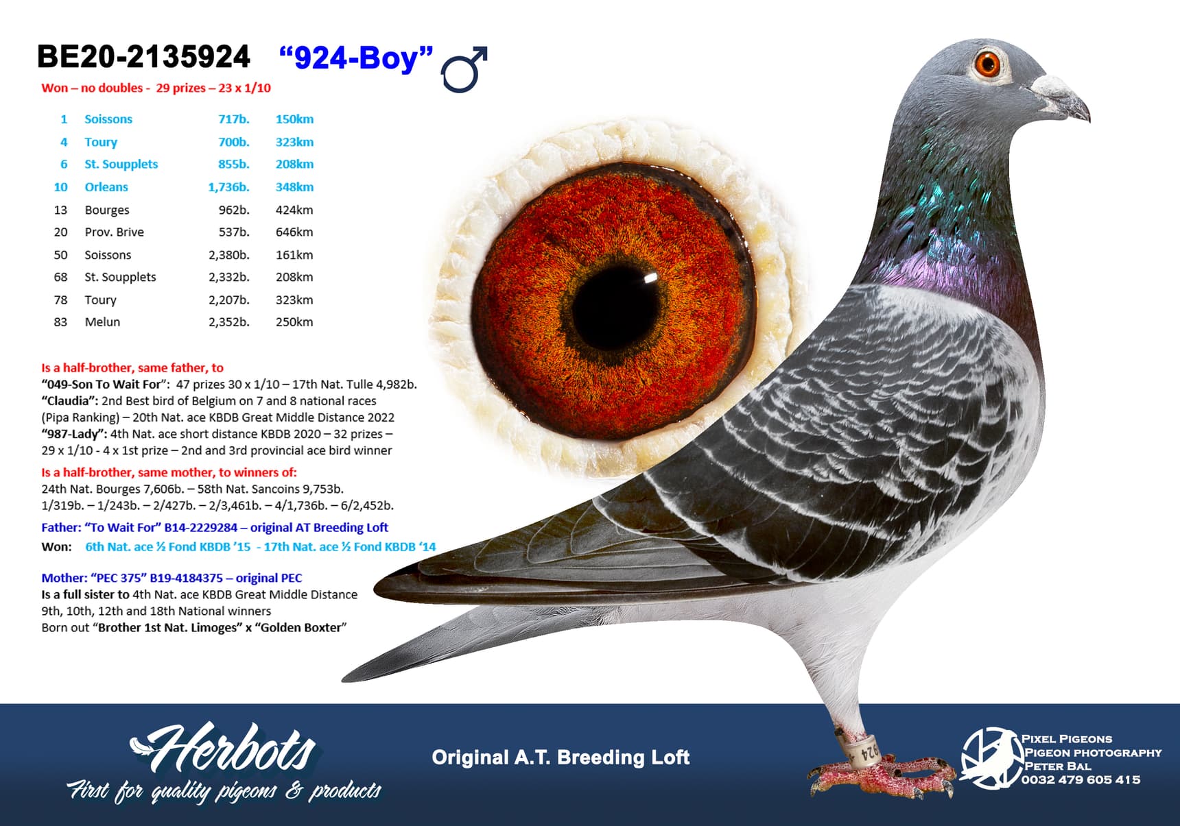 pigeon: “924-Boy”