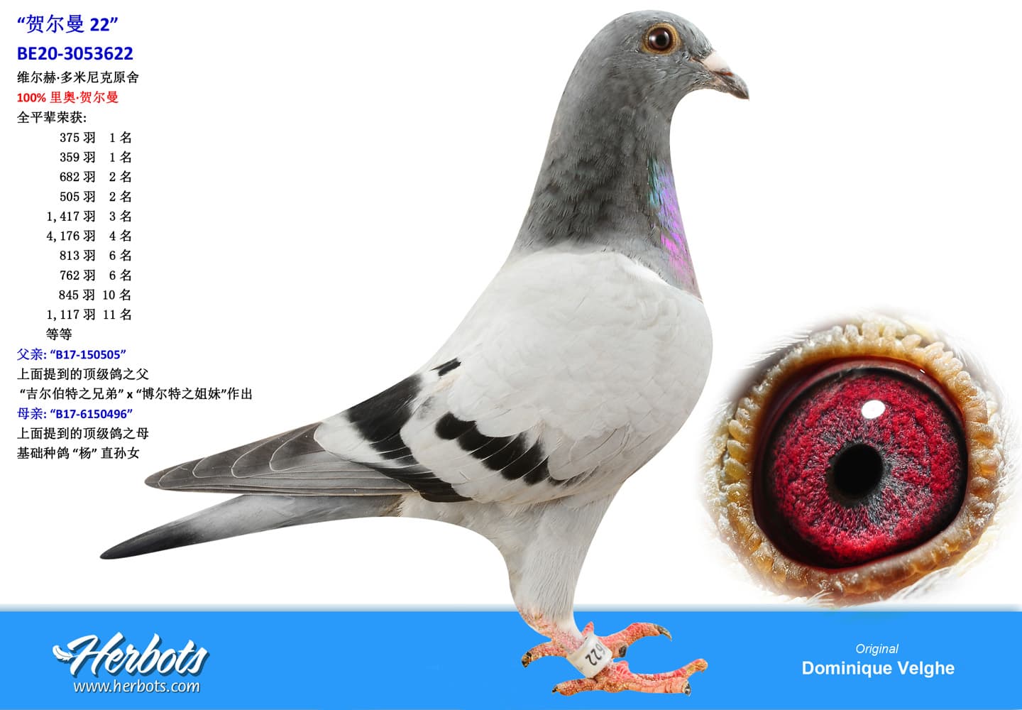 pigeon: “国王女王22号”