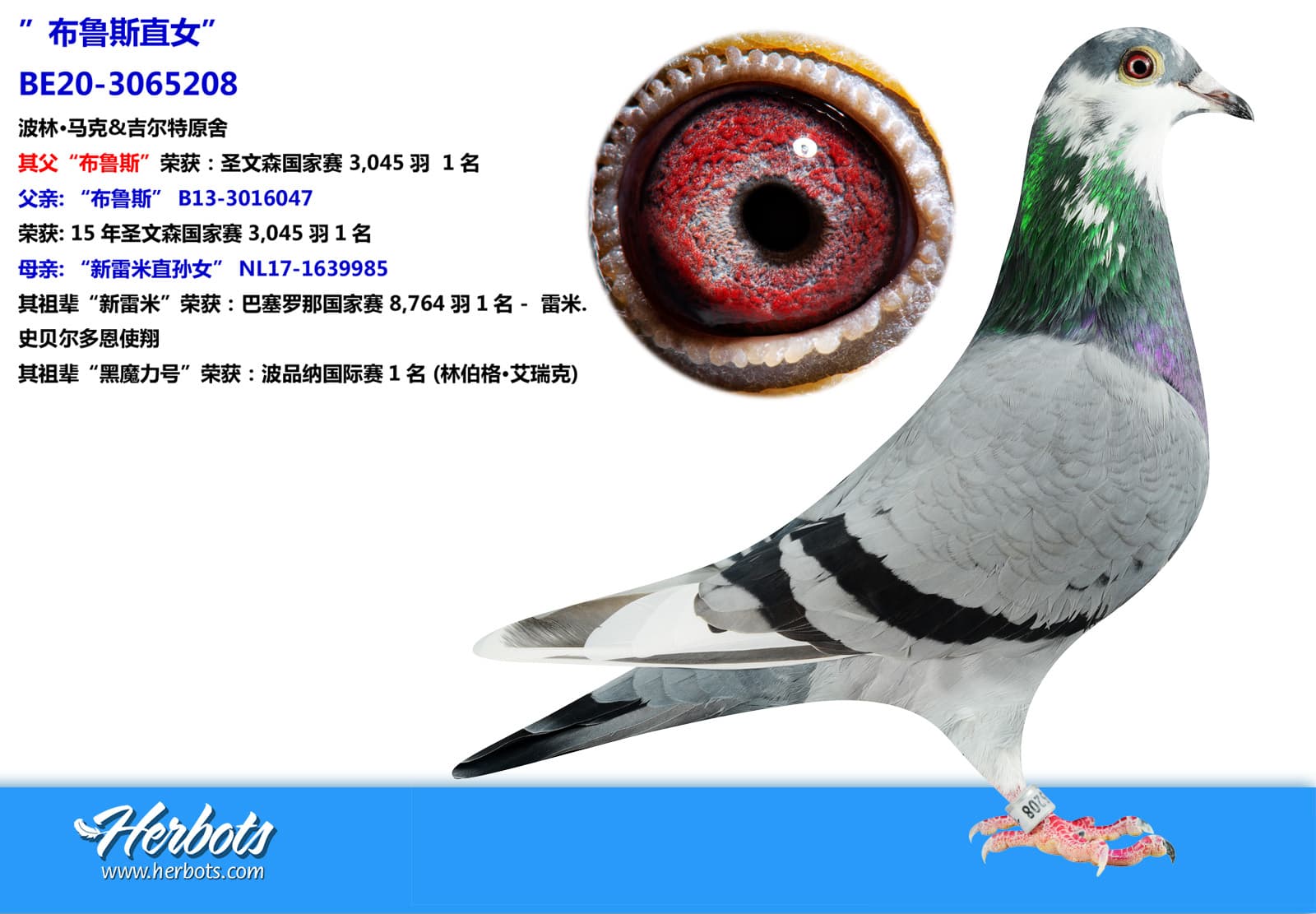 pigeon: undefined