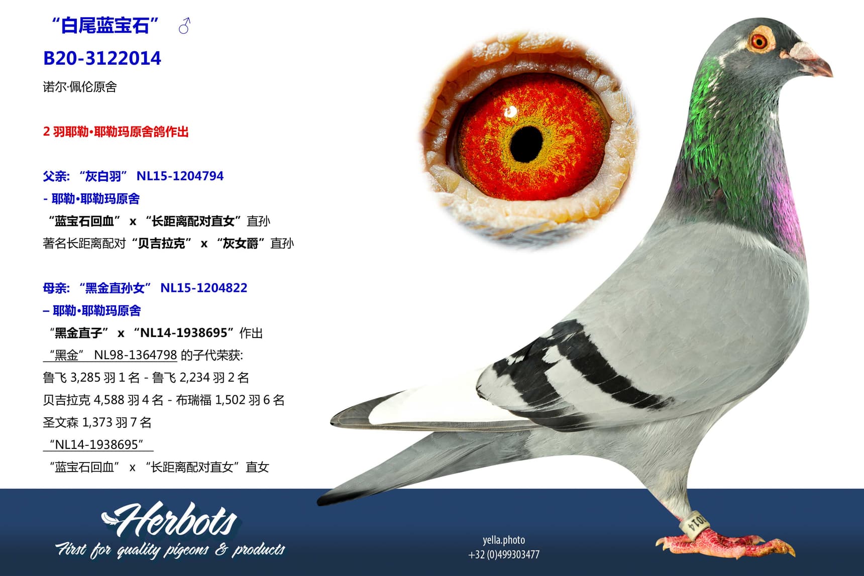 pigeon: “白尾蓝宝石”