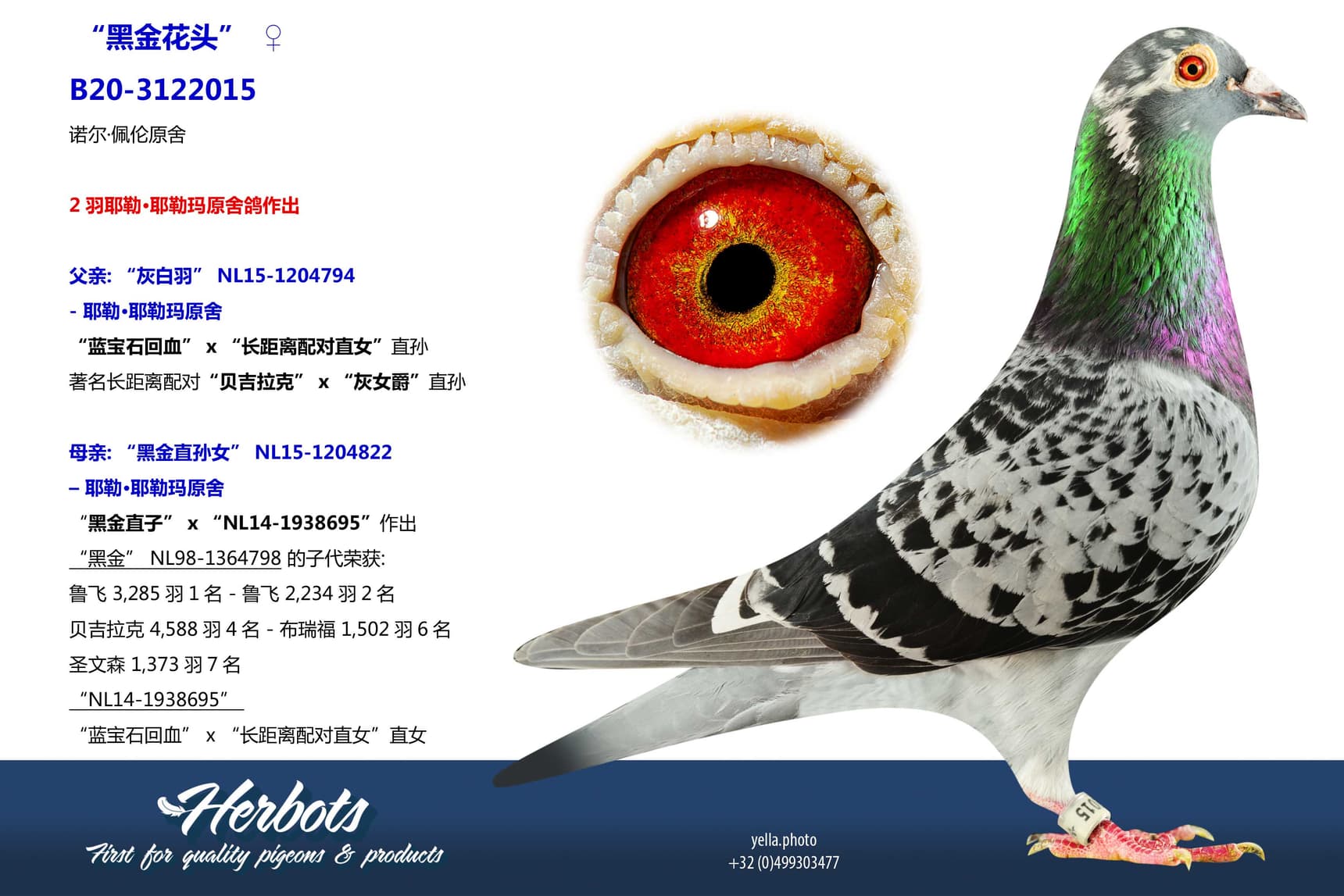 pigeon: “黑金花头”