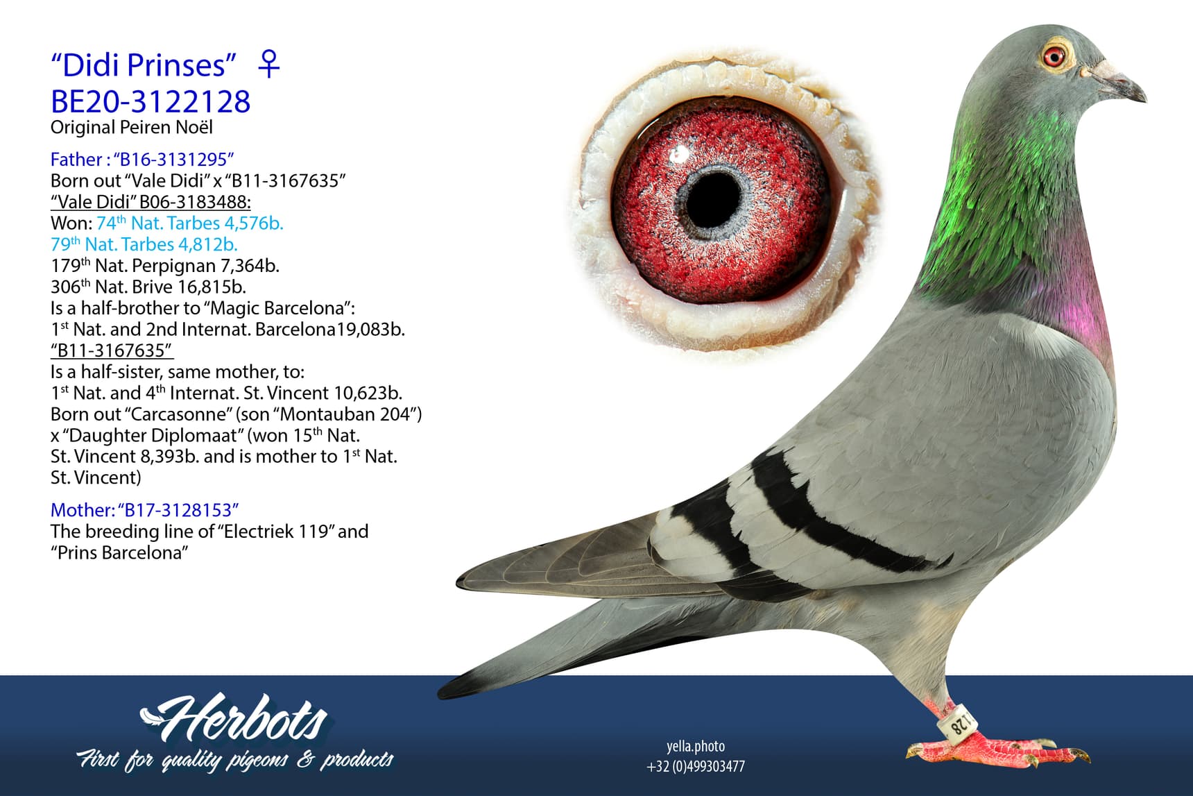 pigeon: “Didi Prinses”