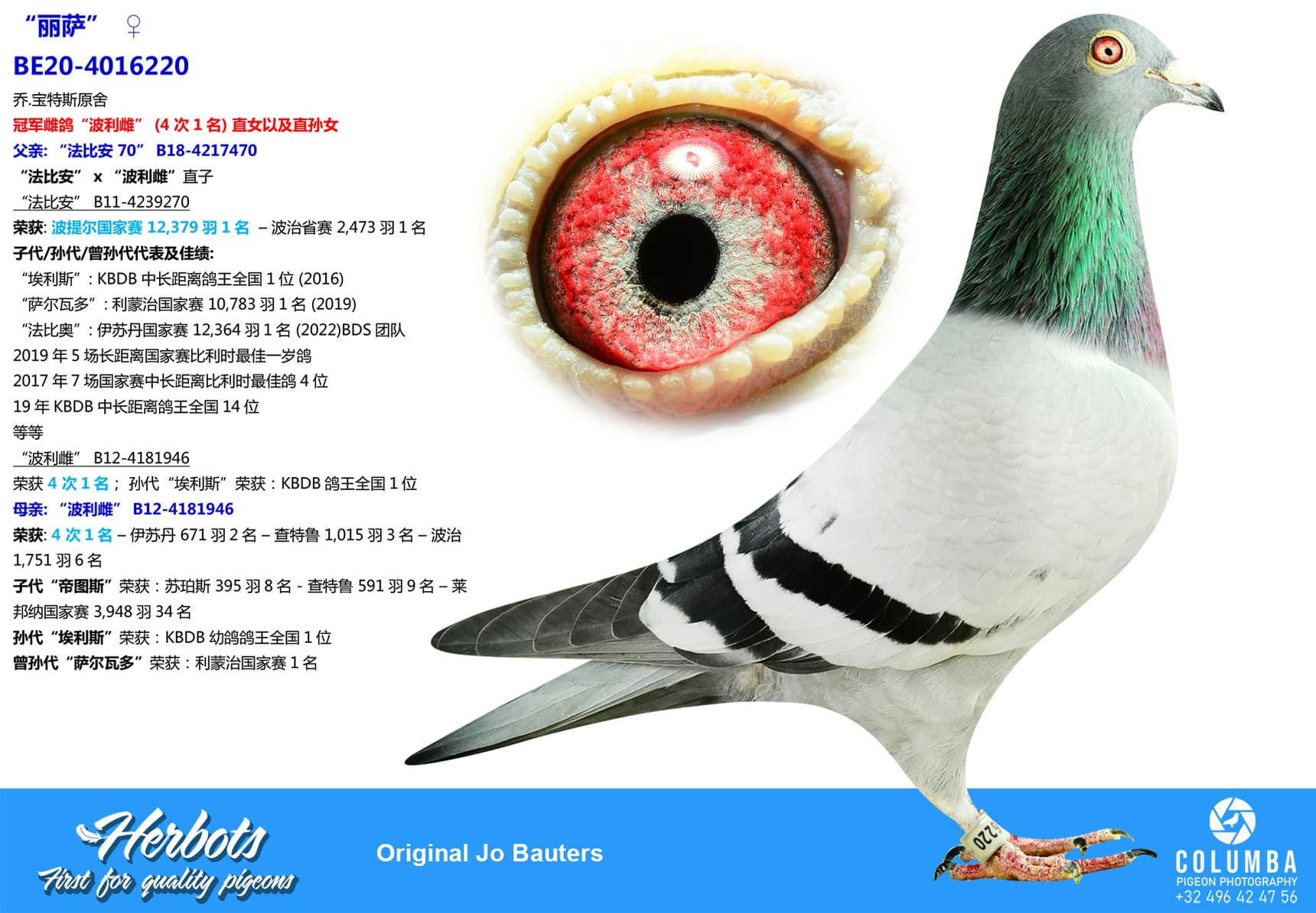 pigeon: “丽萨”