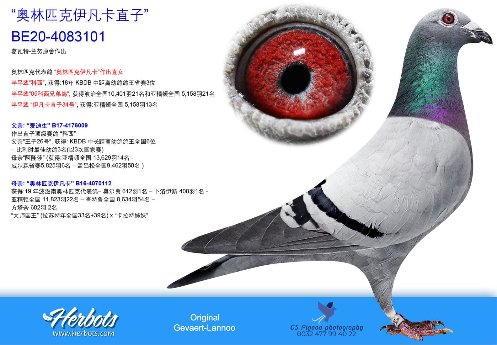pigeon: undefined