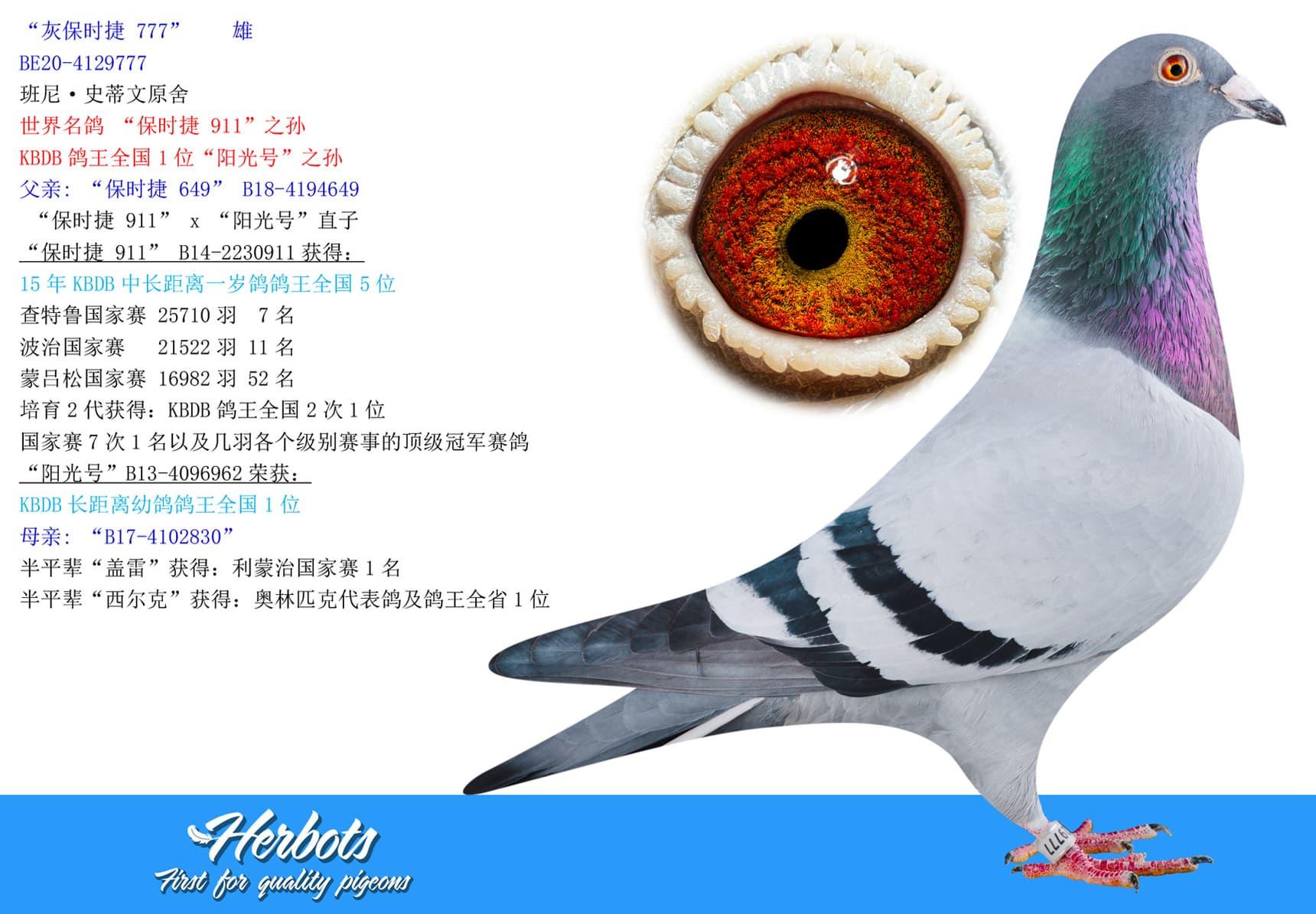 pigeon: “灰保时捷 777”