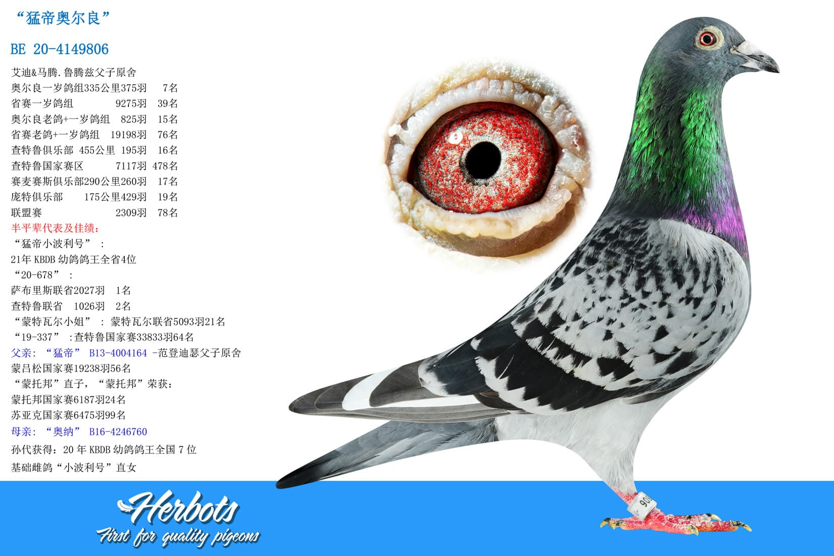 pigeon: undefined