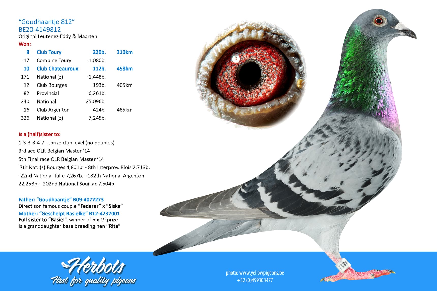 pigeon: undefined