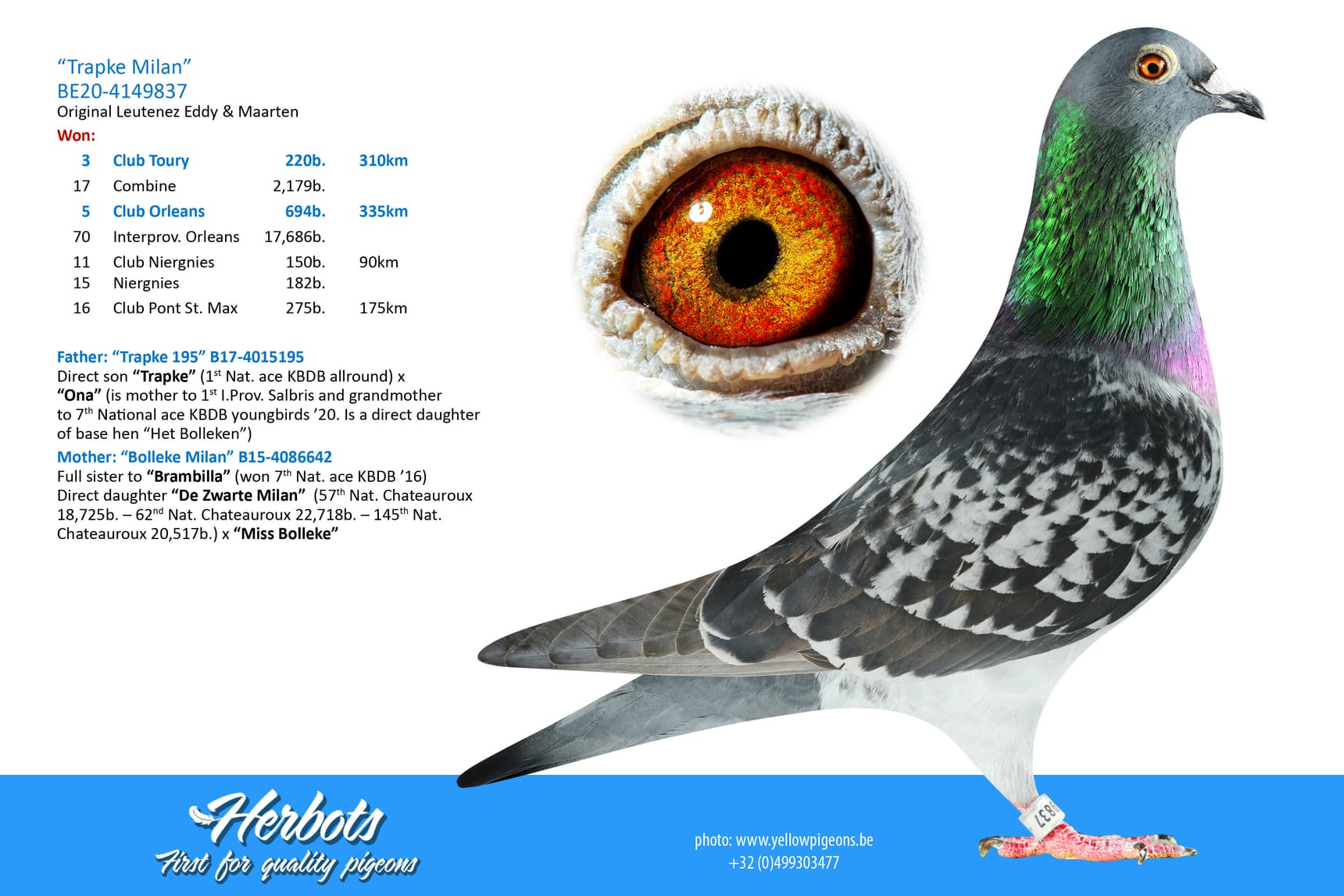 pigeon: undefined