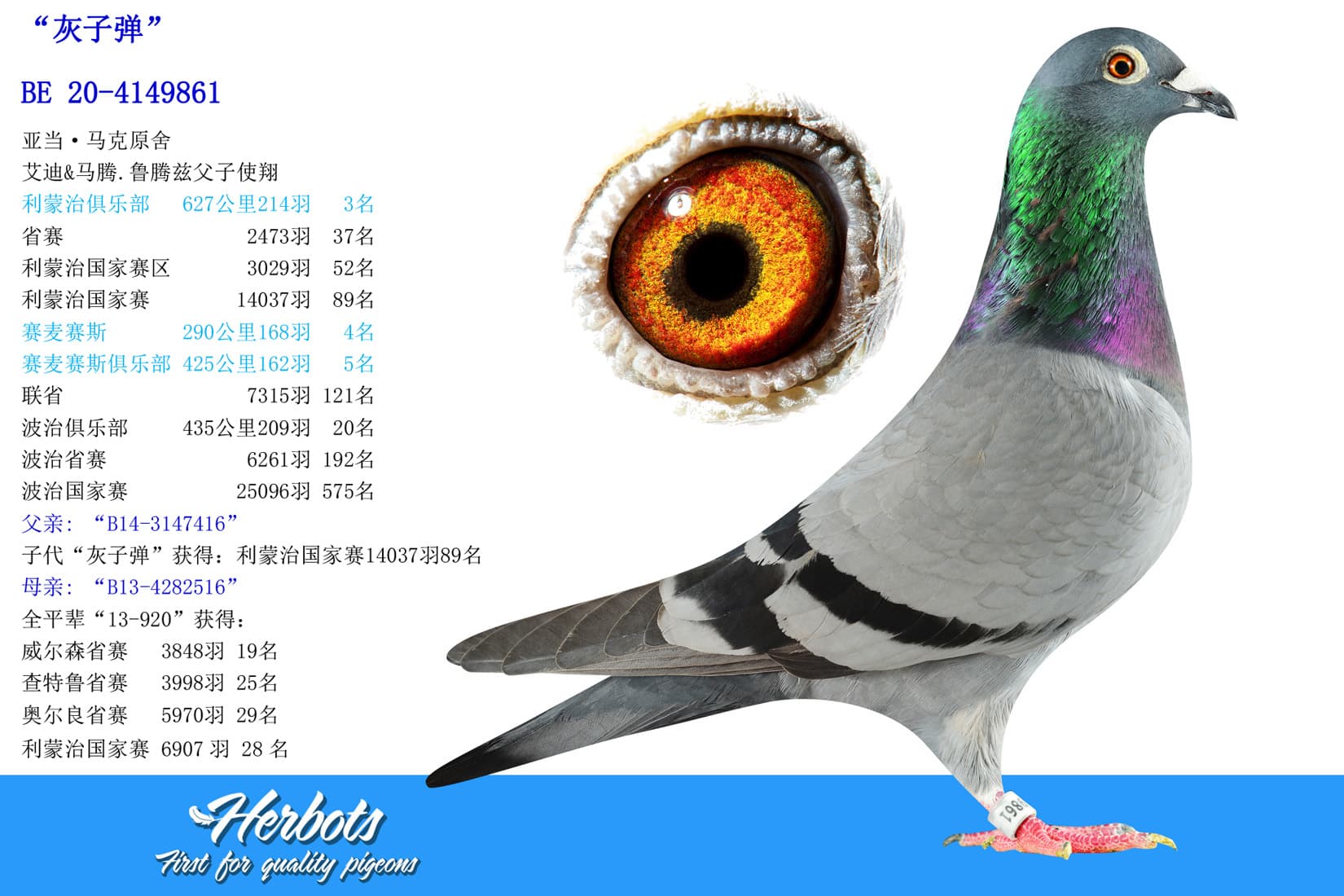 pigeon: “灰子弹”
