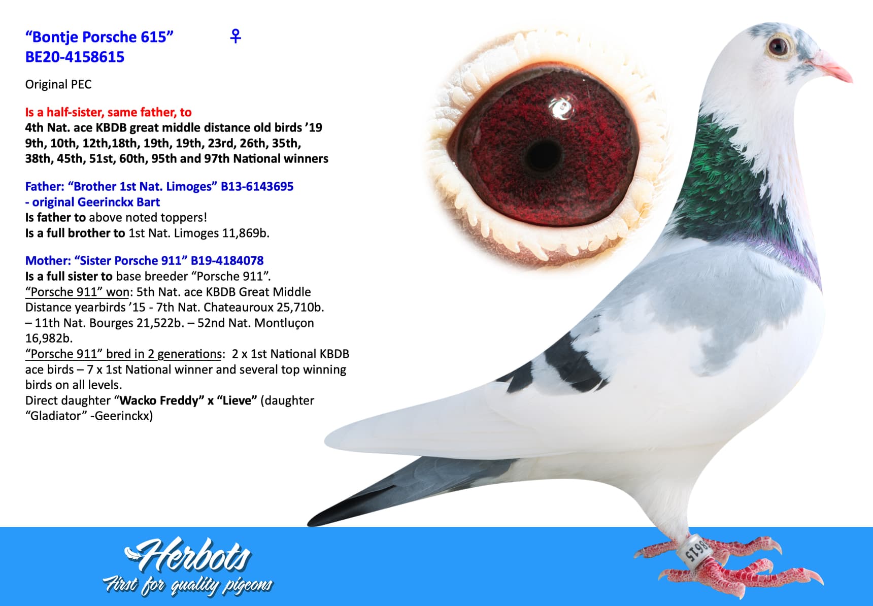 pigeon: “Bontje Porsche 615”