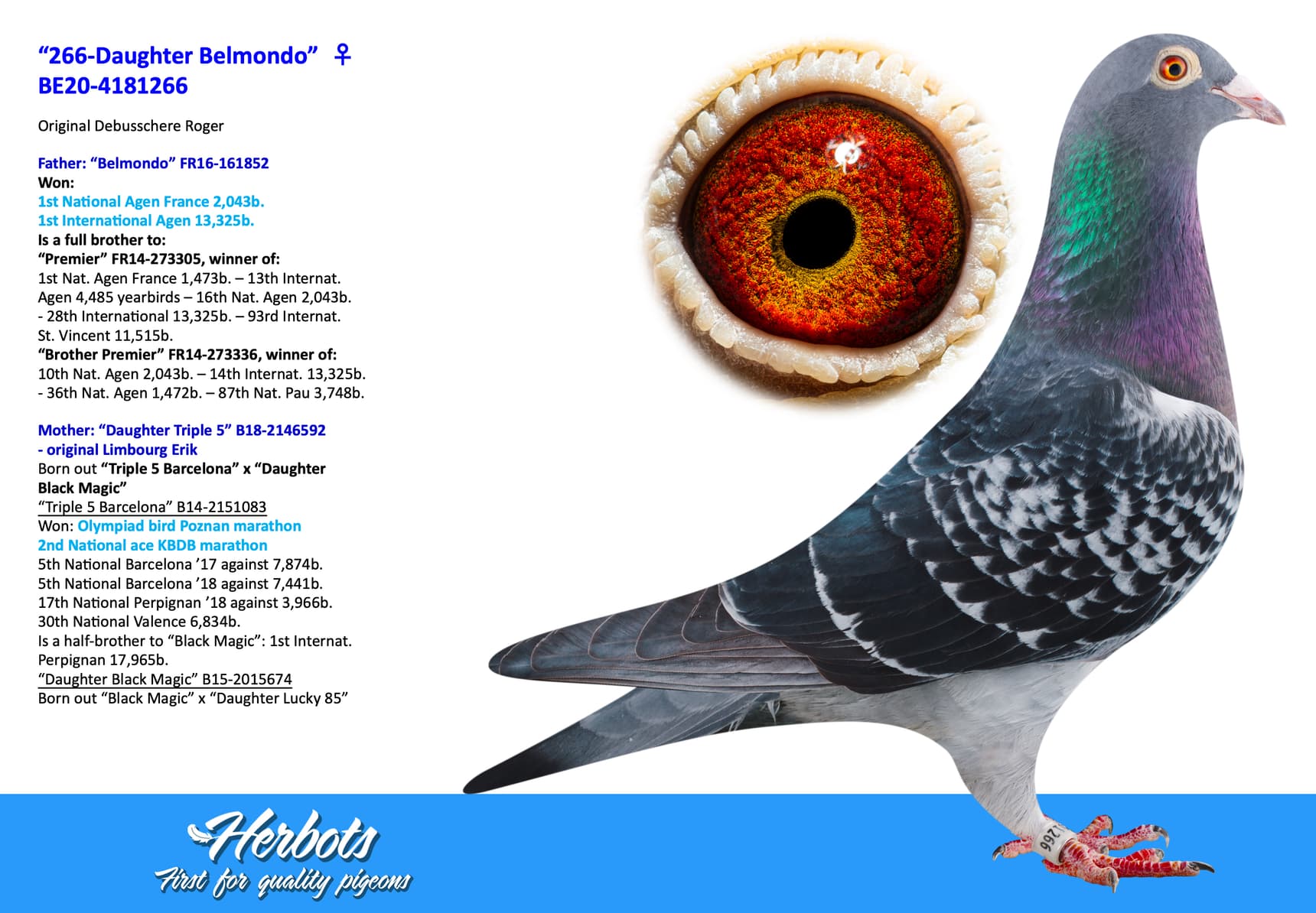 pigeon: undefined