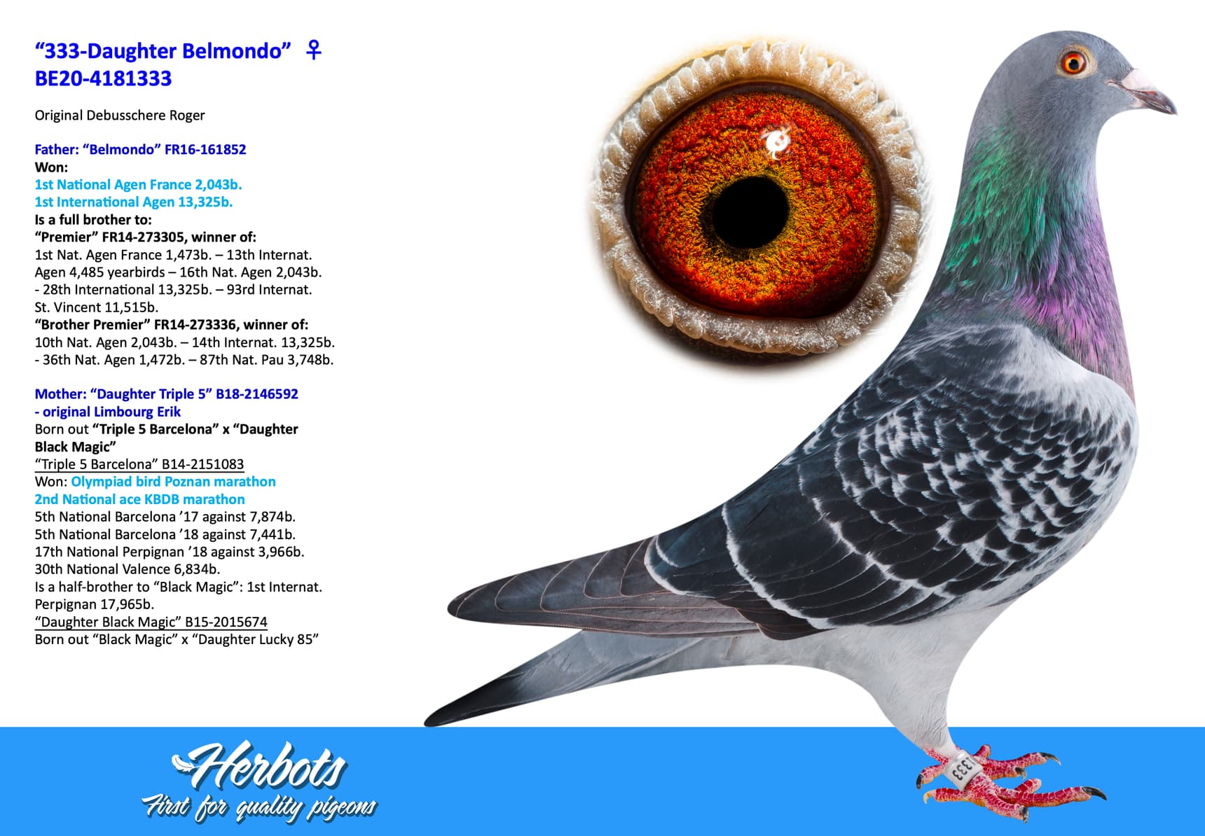 pigeon: undefined