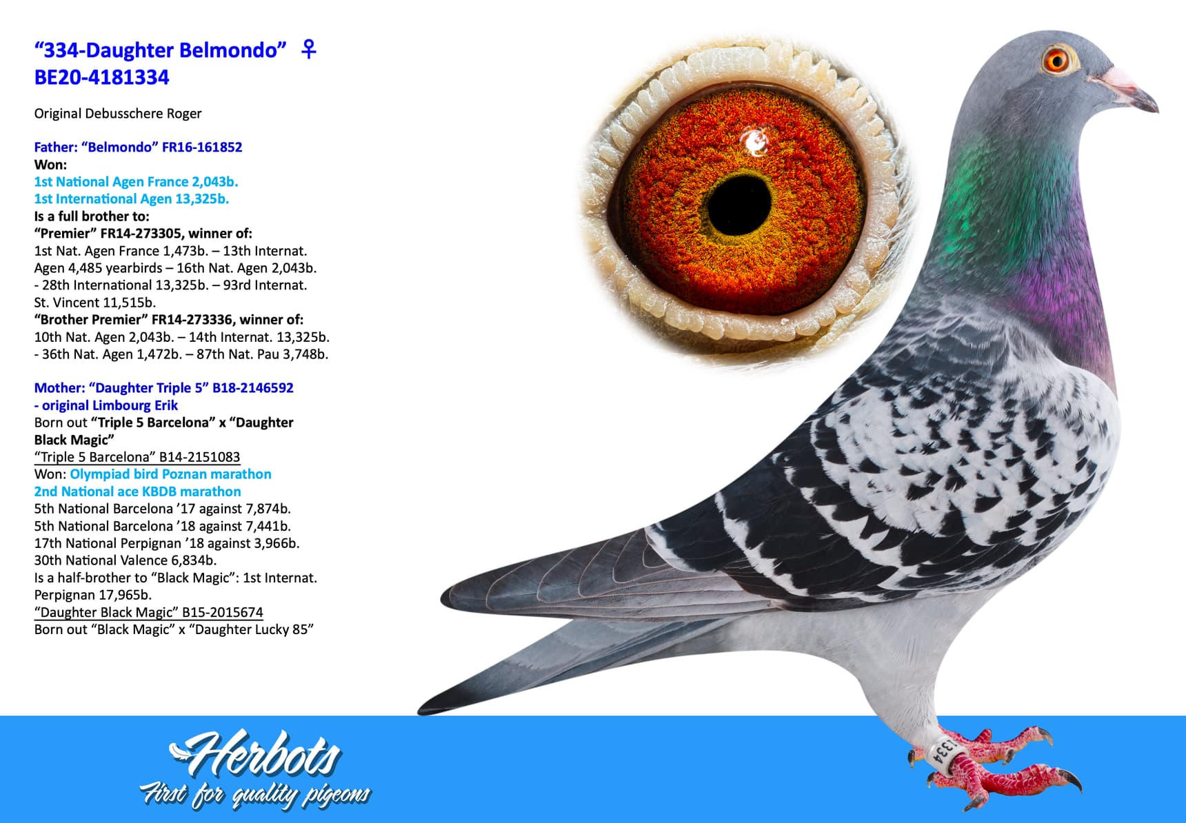 pigeon: undefined