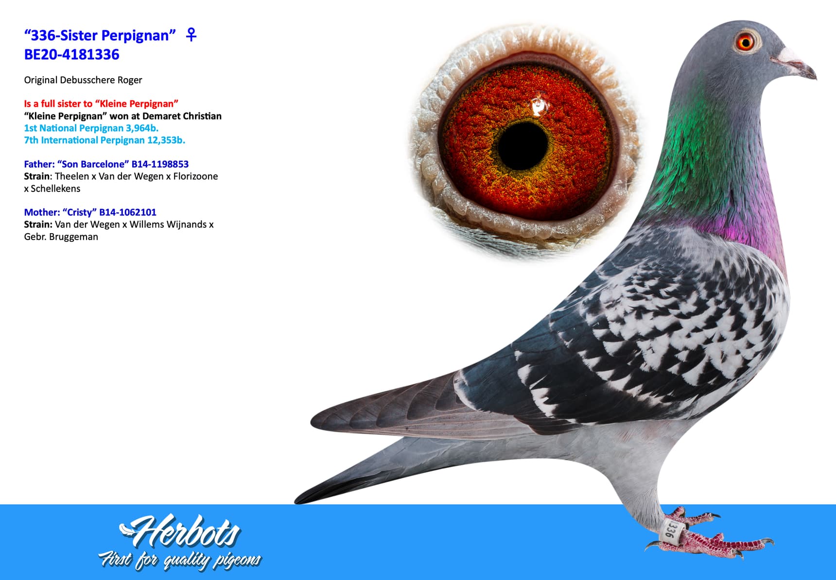 pigeon: undefined