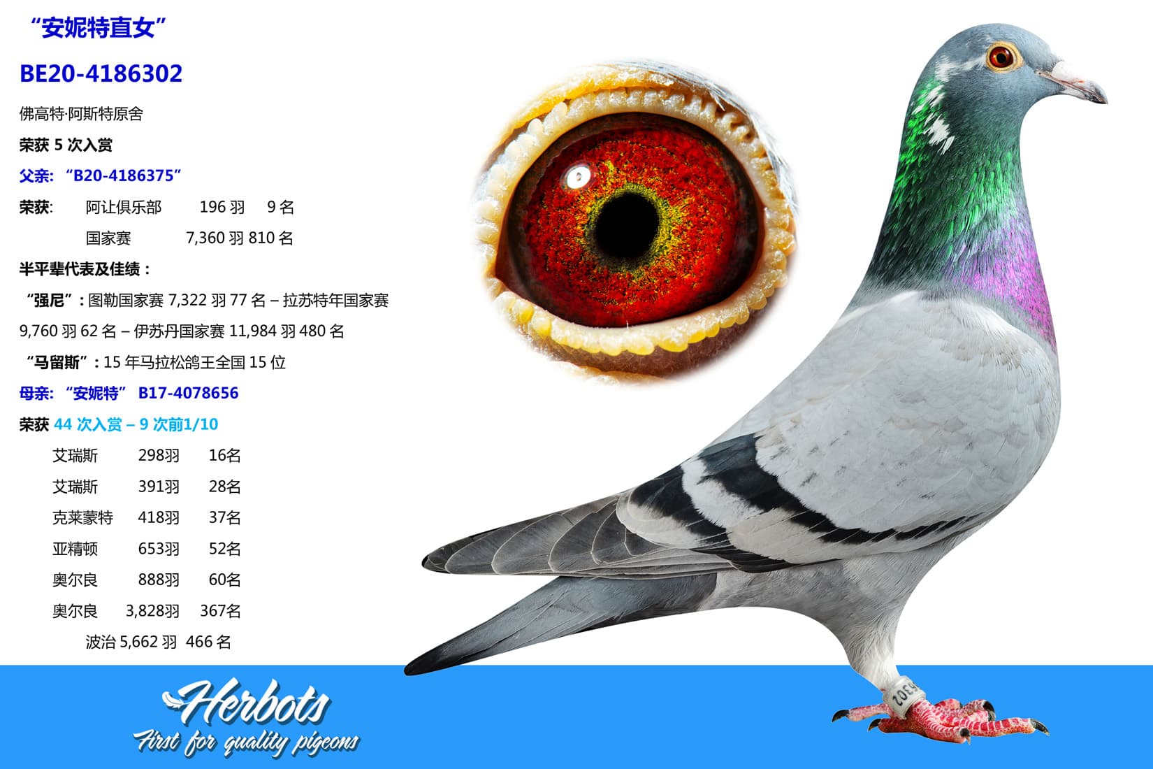 pigeon: undefined