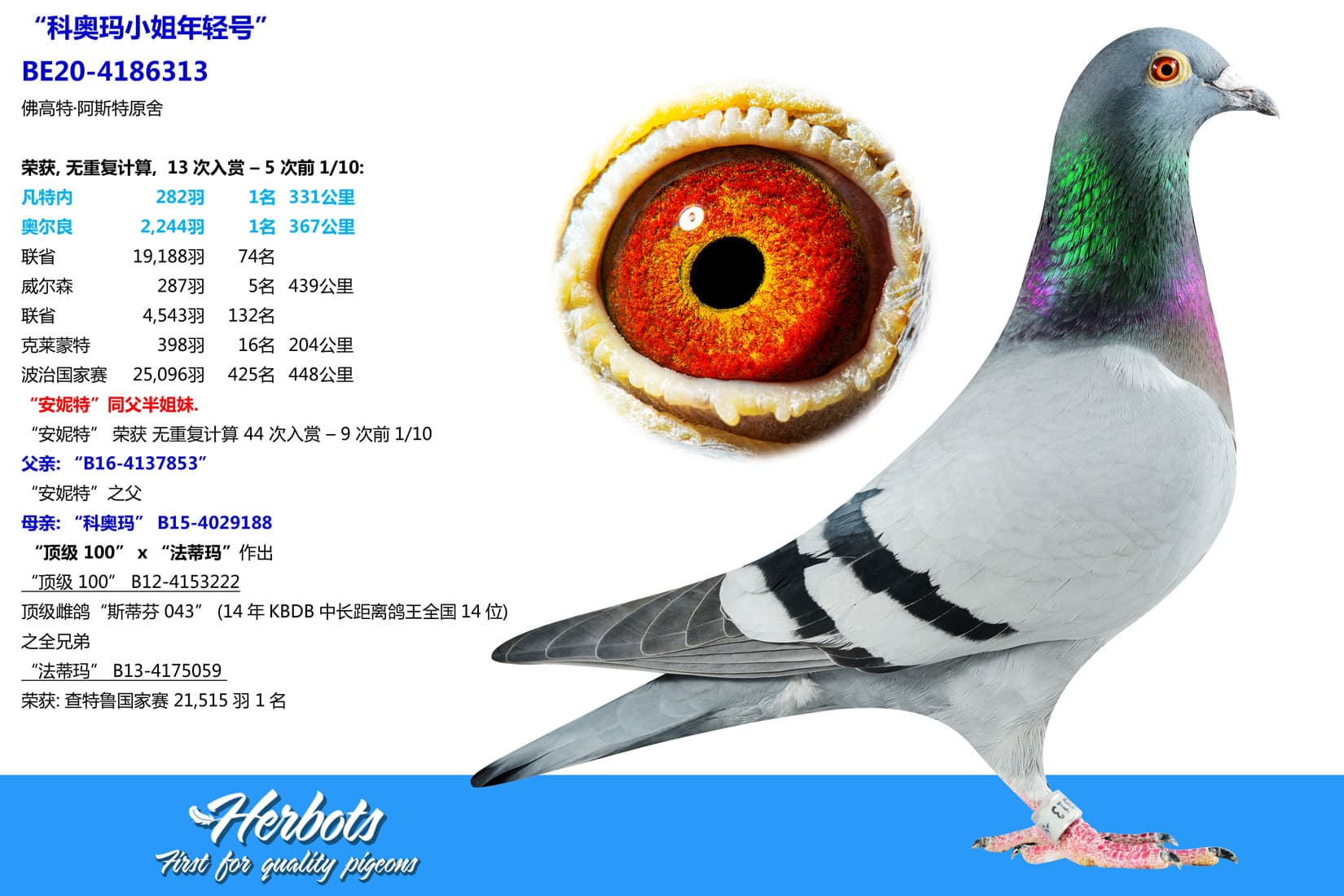 pigeon: undefined