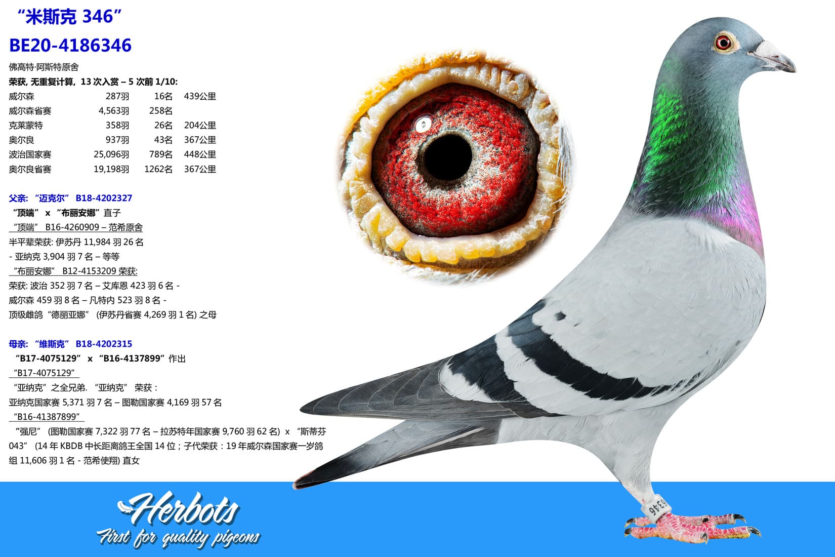 pigeon: undefined