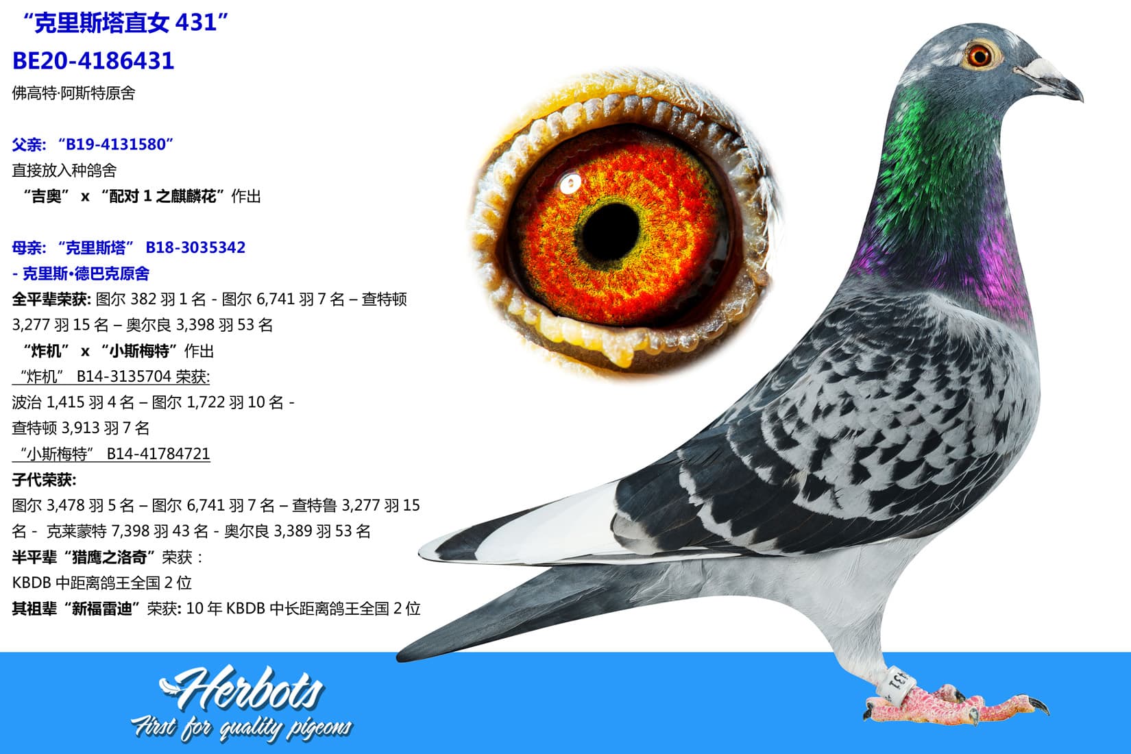 pigeon: undefined