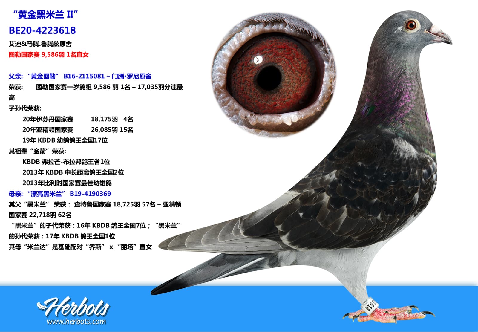 pigeon: undefined