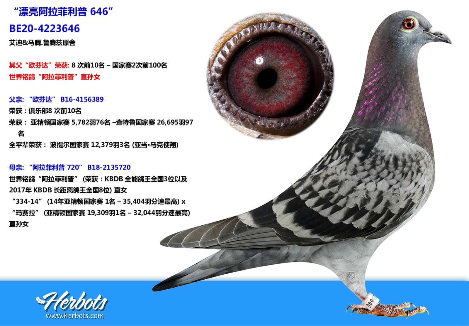 pigeon: undefined