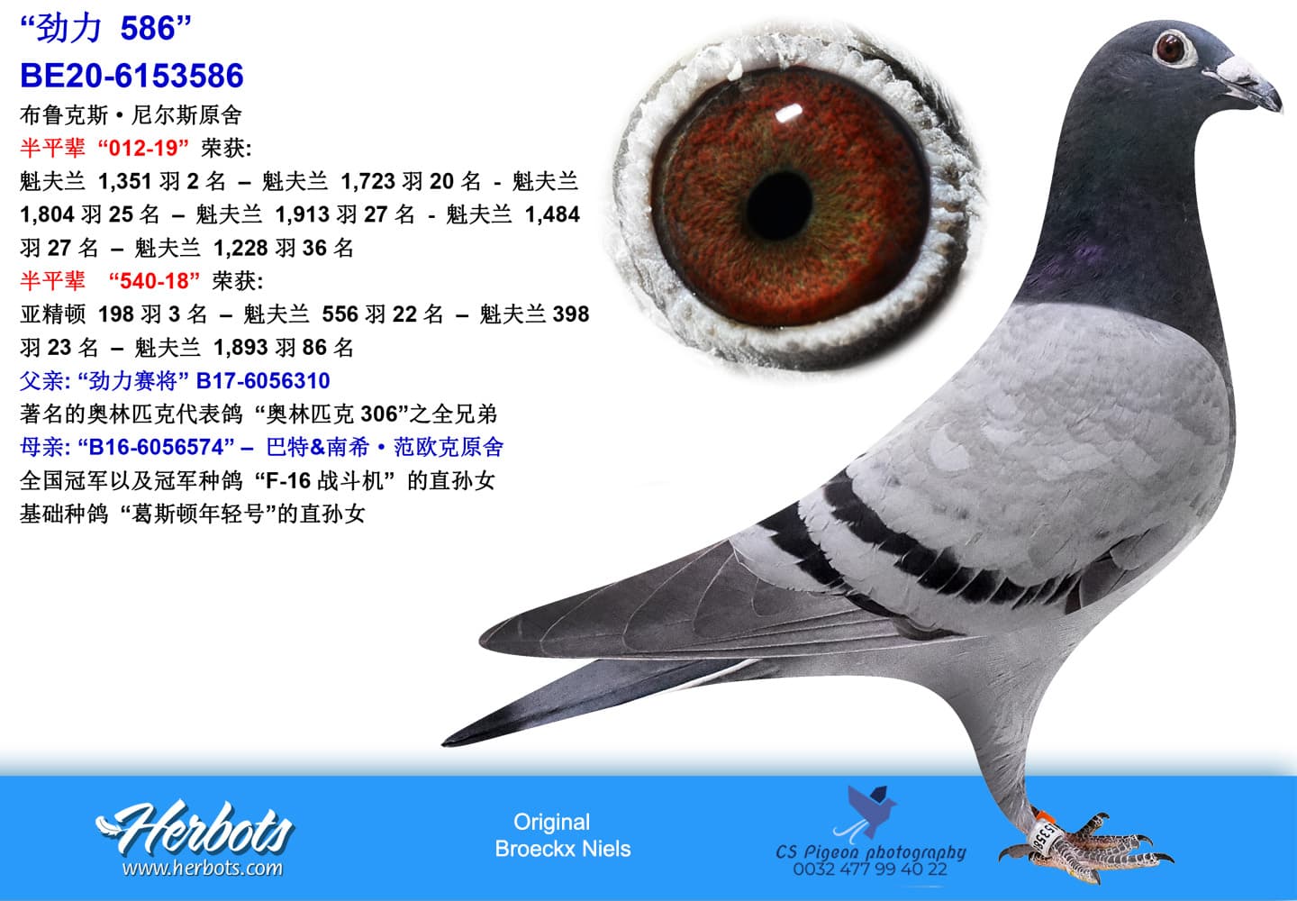 pigeon: “劲力 586”