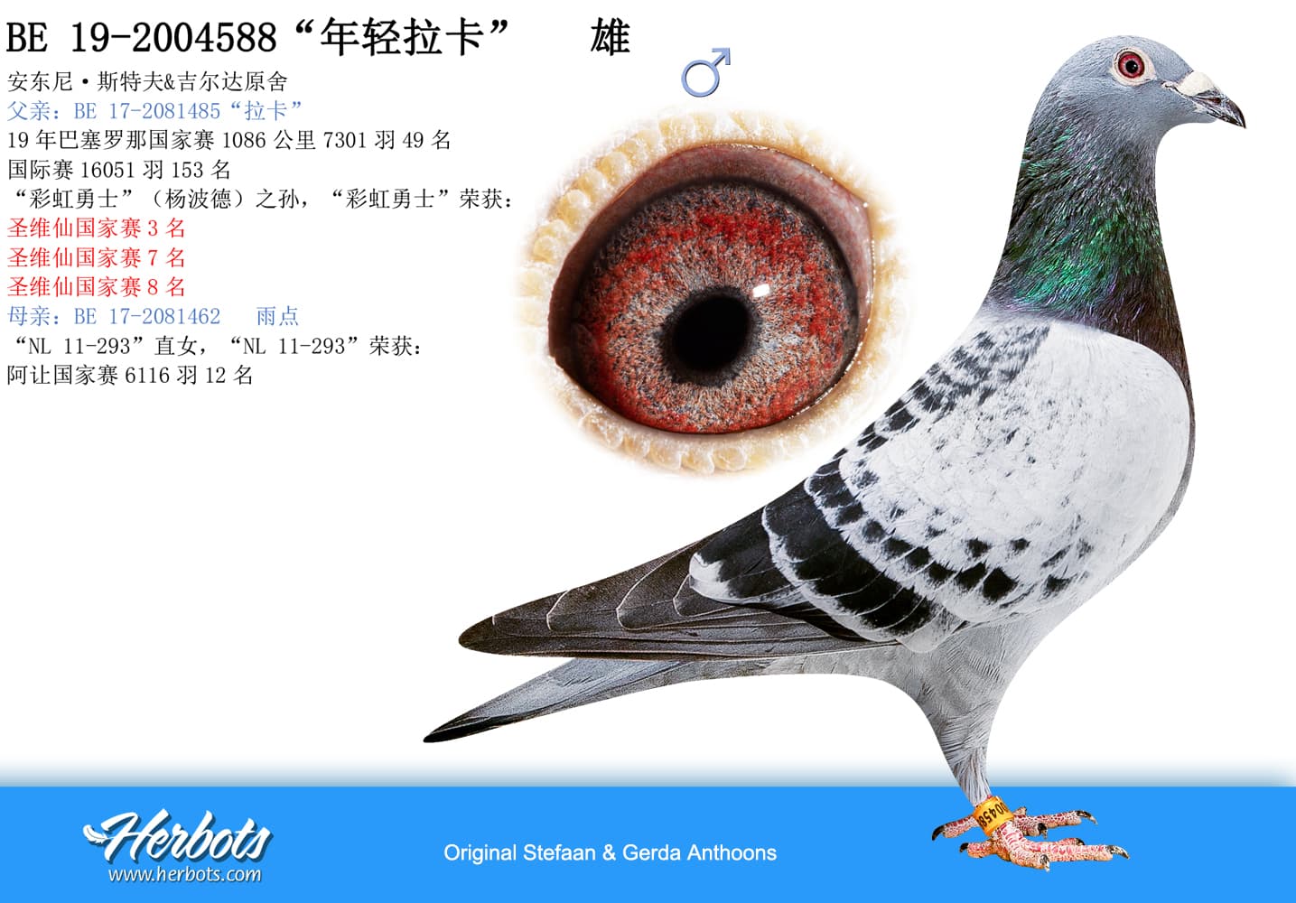 pigeon: “年轻拉卡”