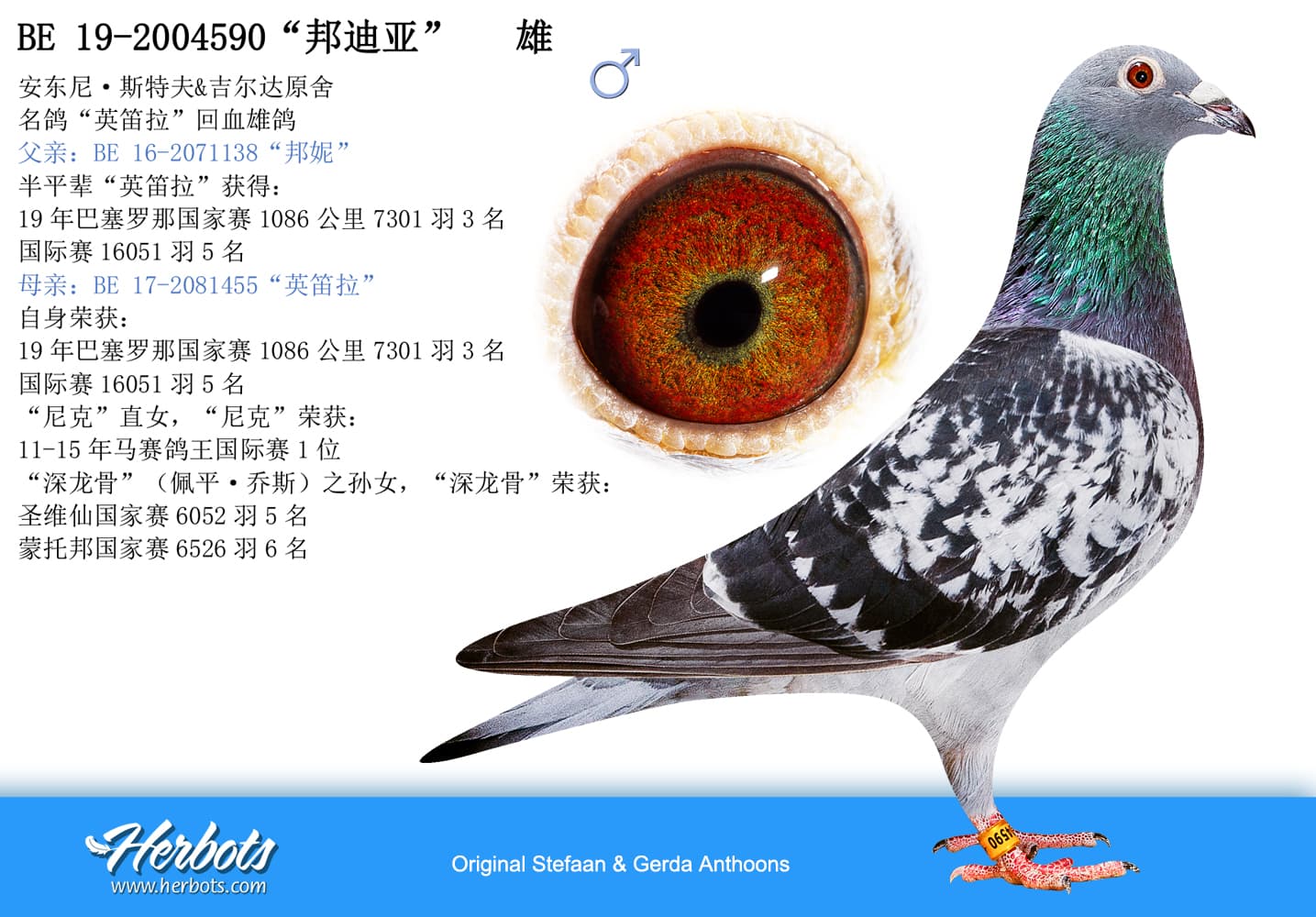 pigeon: undefined