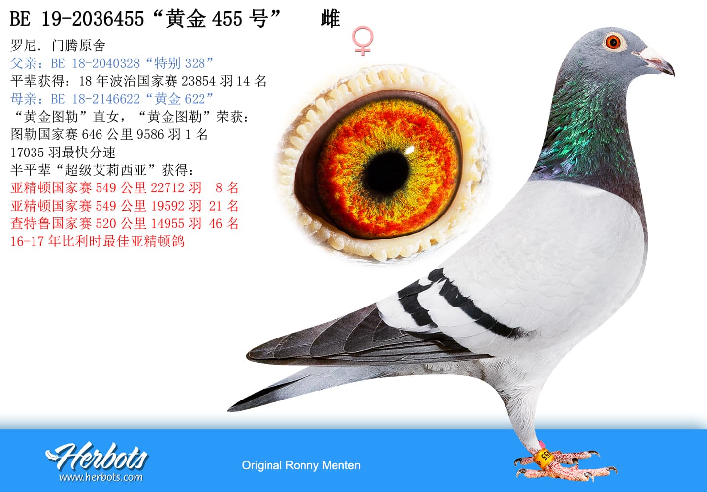 pigeon: undefined