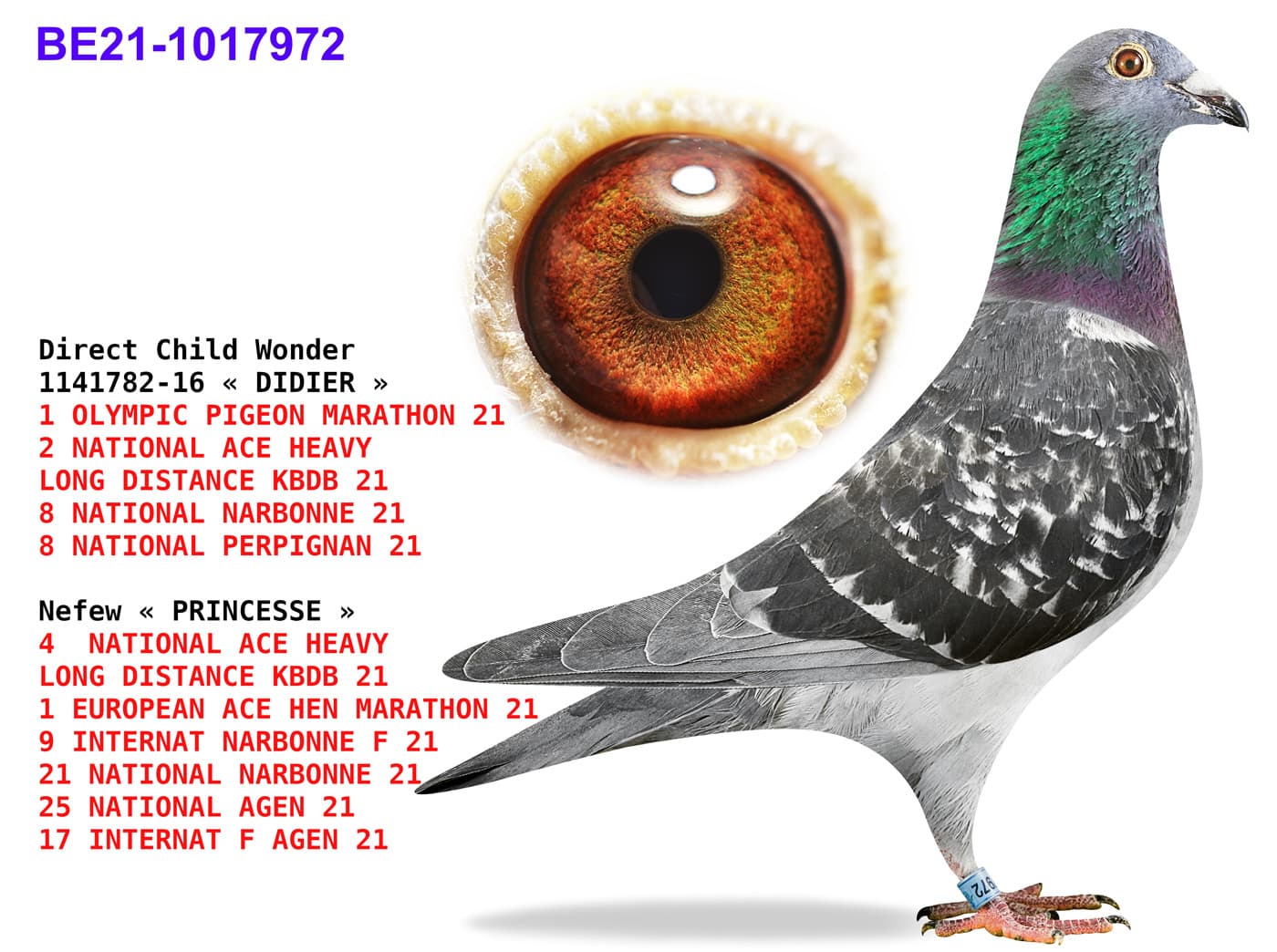 pigeon: undefined