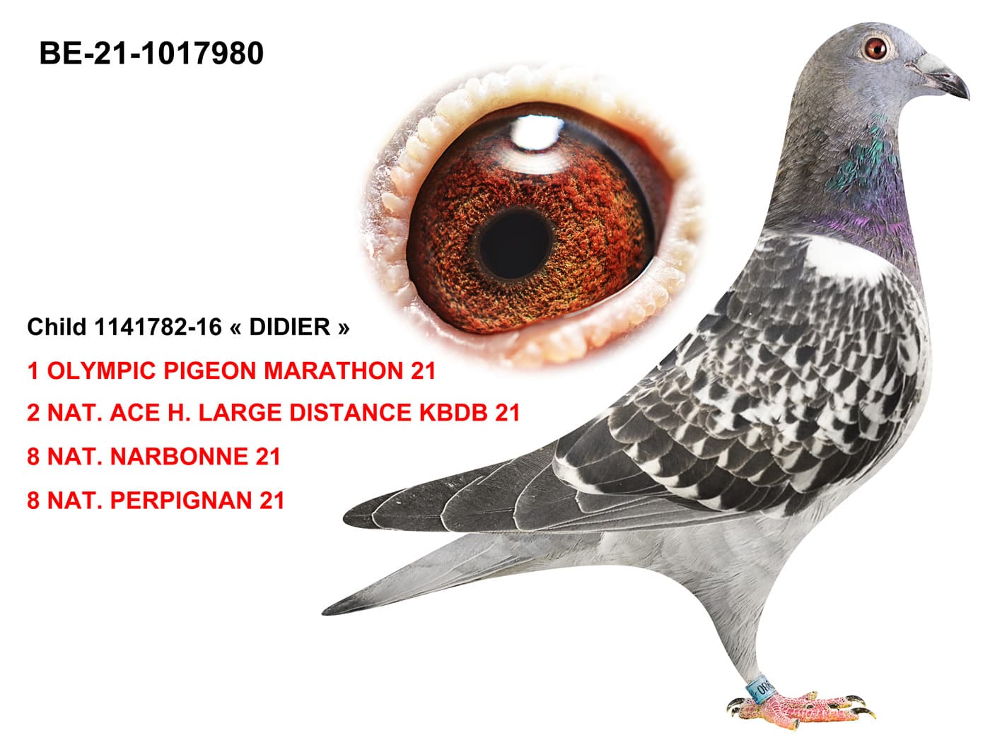 pigeon: undefined