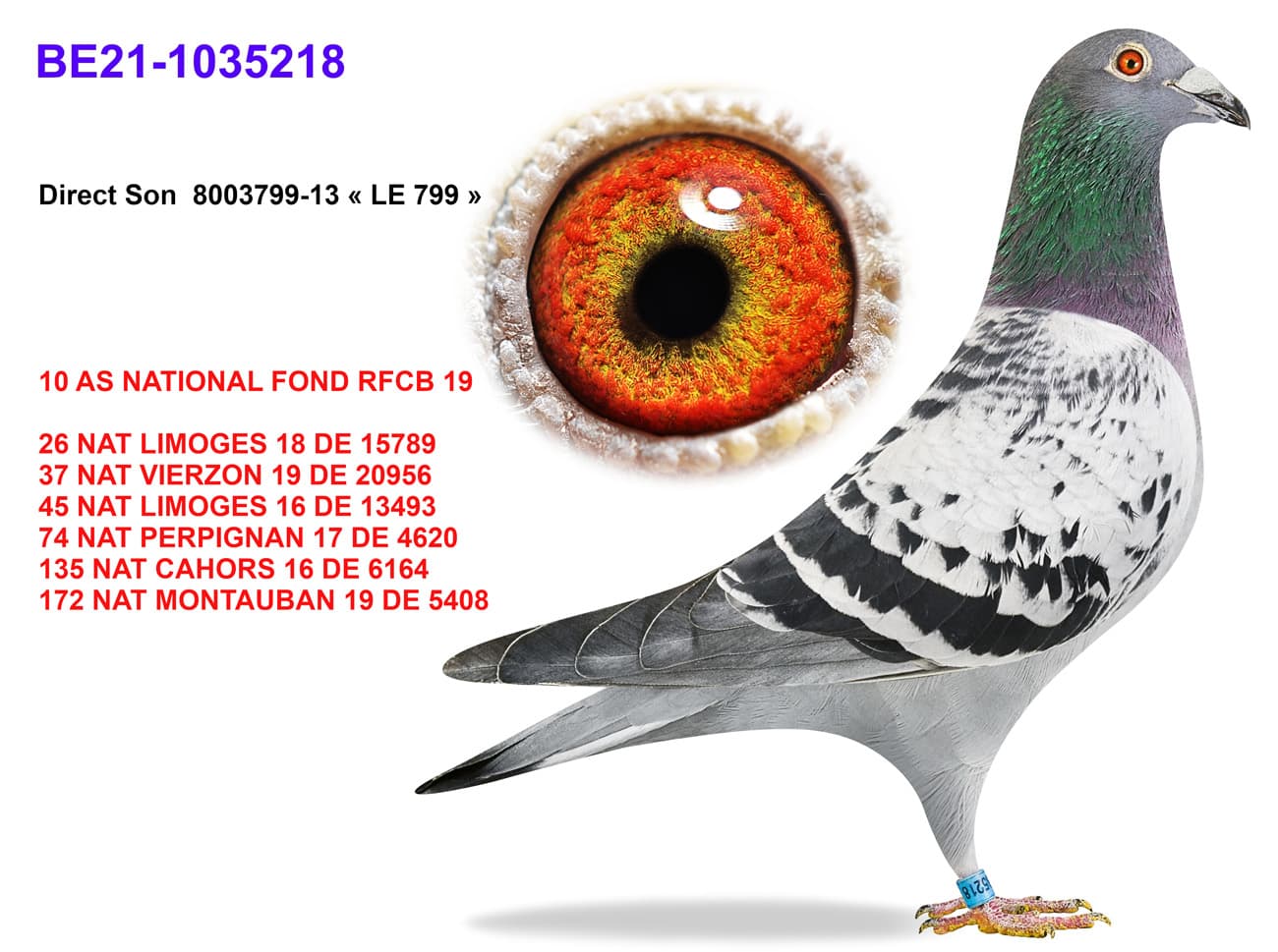 pigeon: Son Le 799