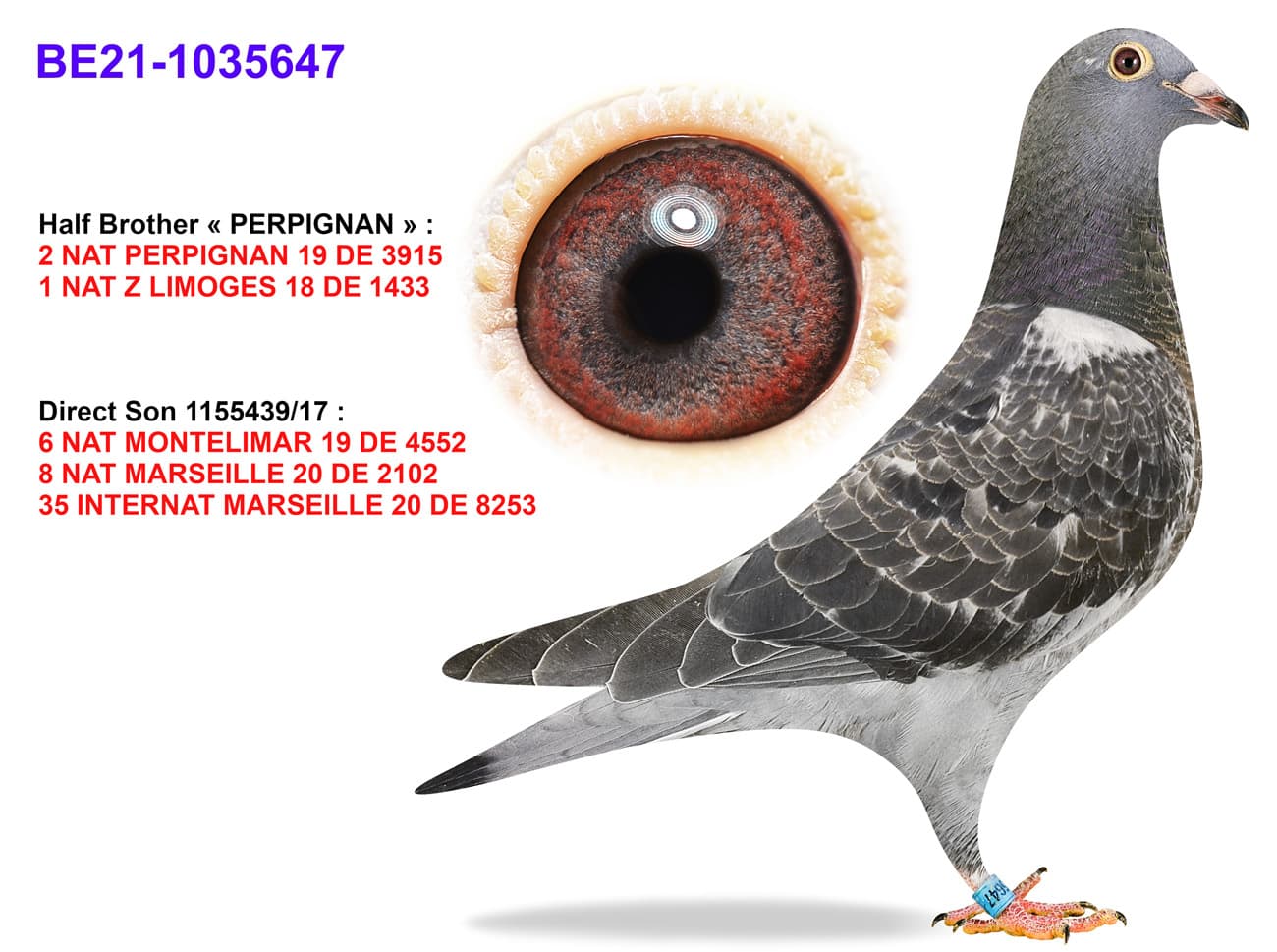pigeon: undefined
