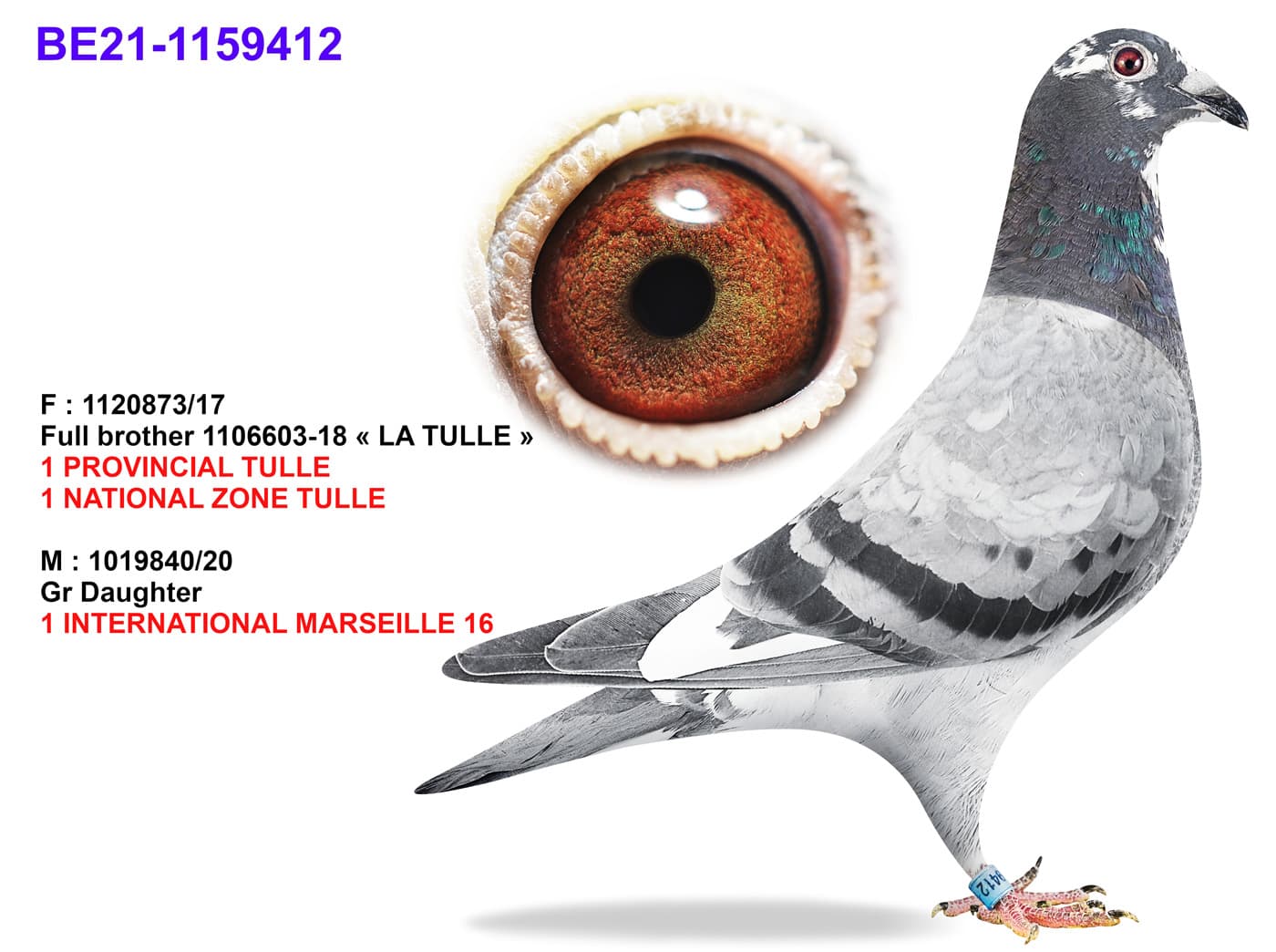 pigeon: Nephew / Niece Tulle