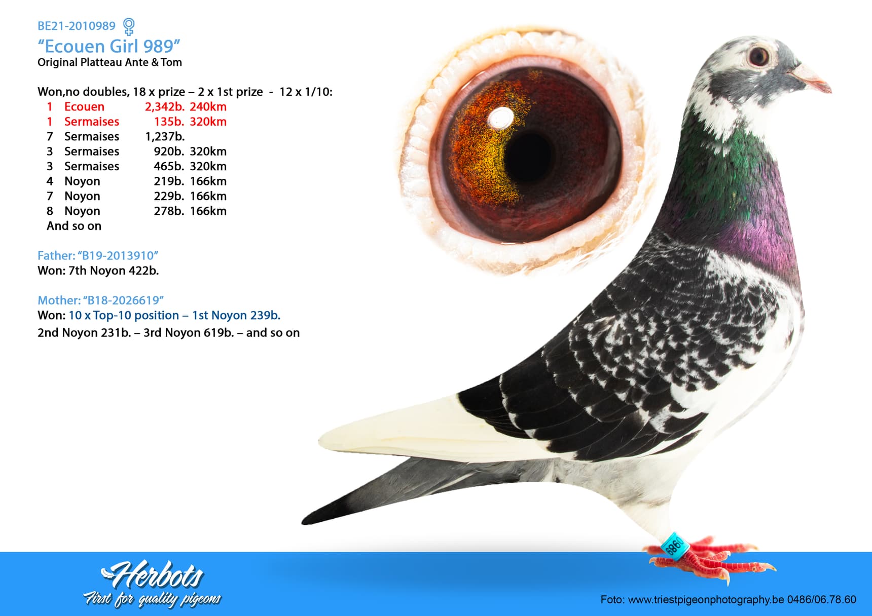 pigeon: undefined