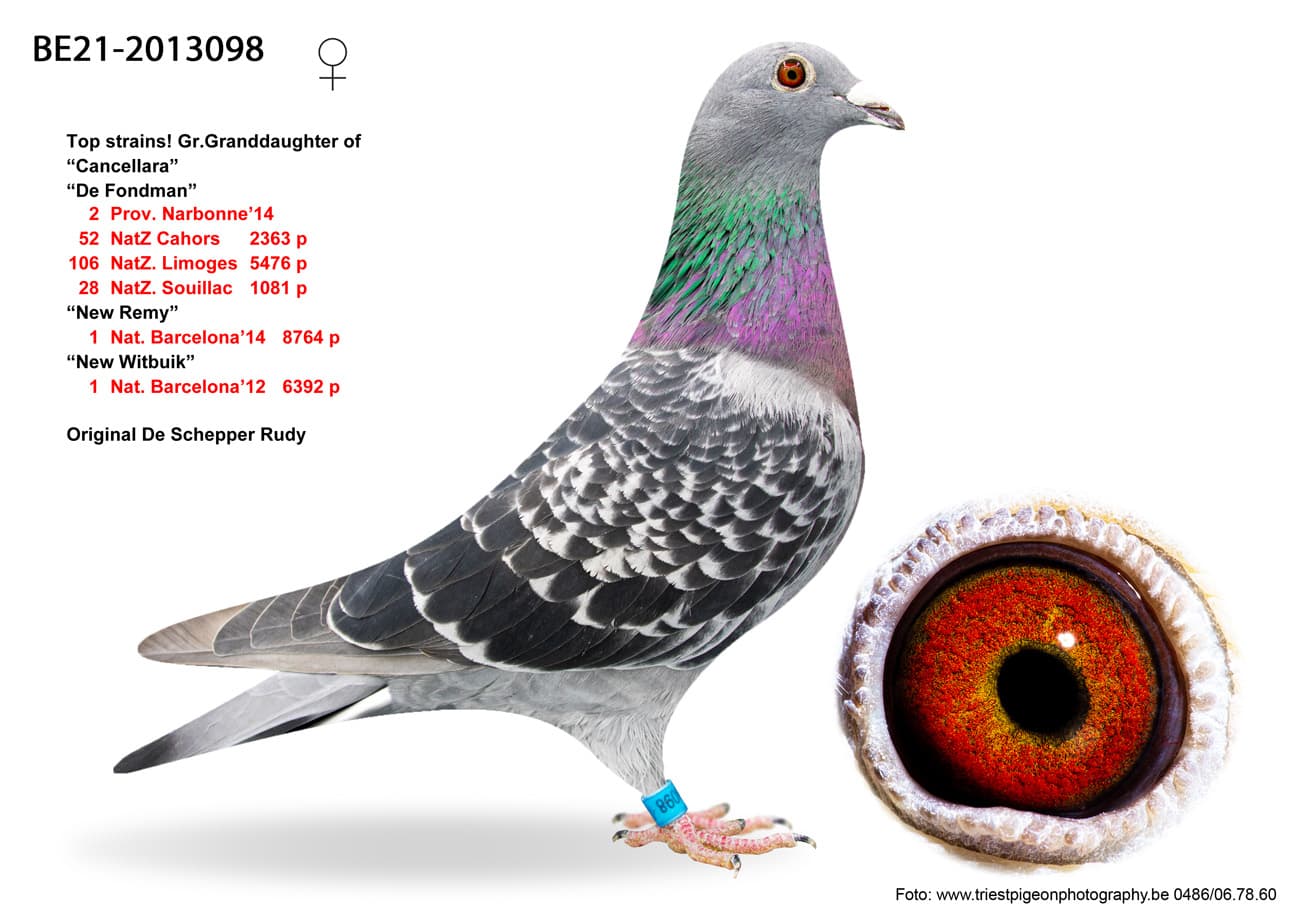 pigeon: undefined