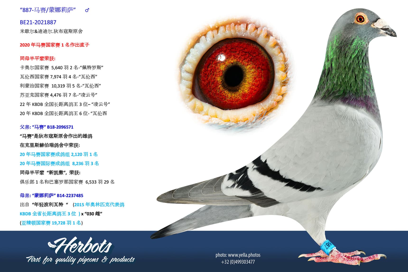 pigeon: undefined