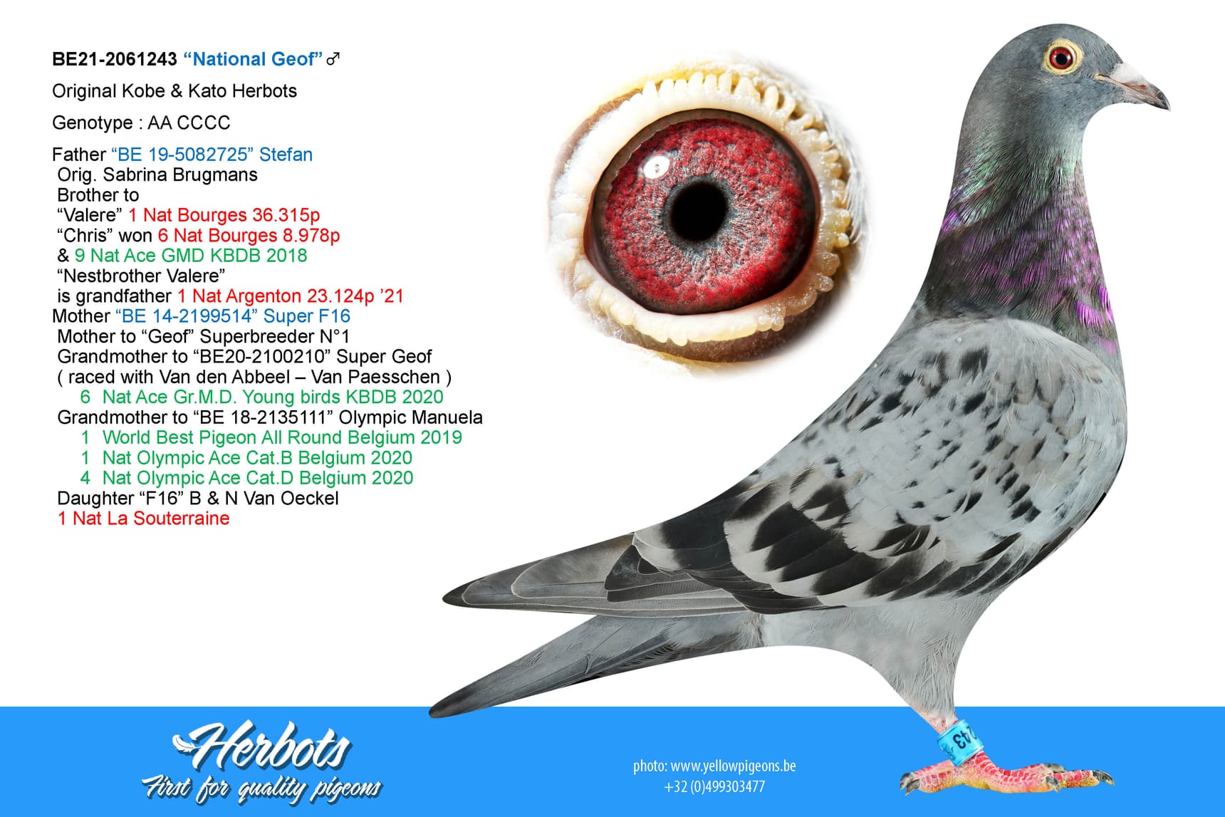 pigeon: “National Geof”