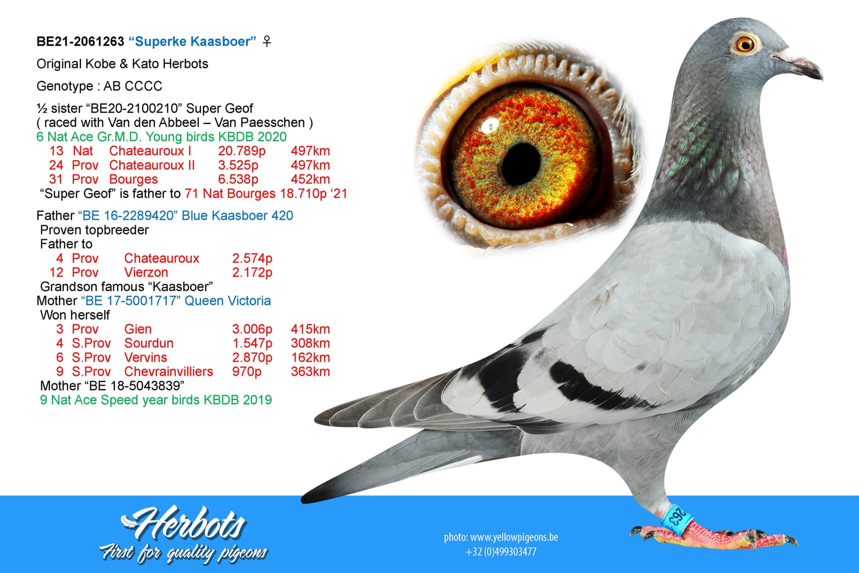 pigeon: “Superke Kaasboer”