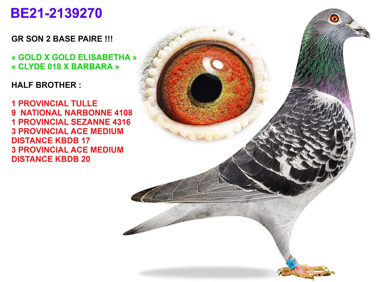 pigeon: Grandson basic pairs!