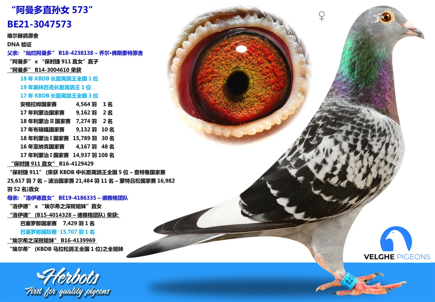 pigeon: “阿曼多直孙女573”