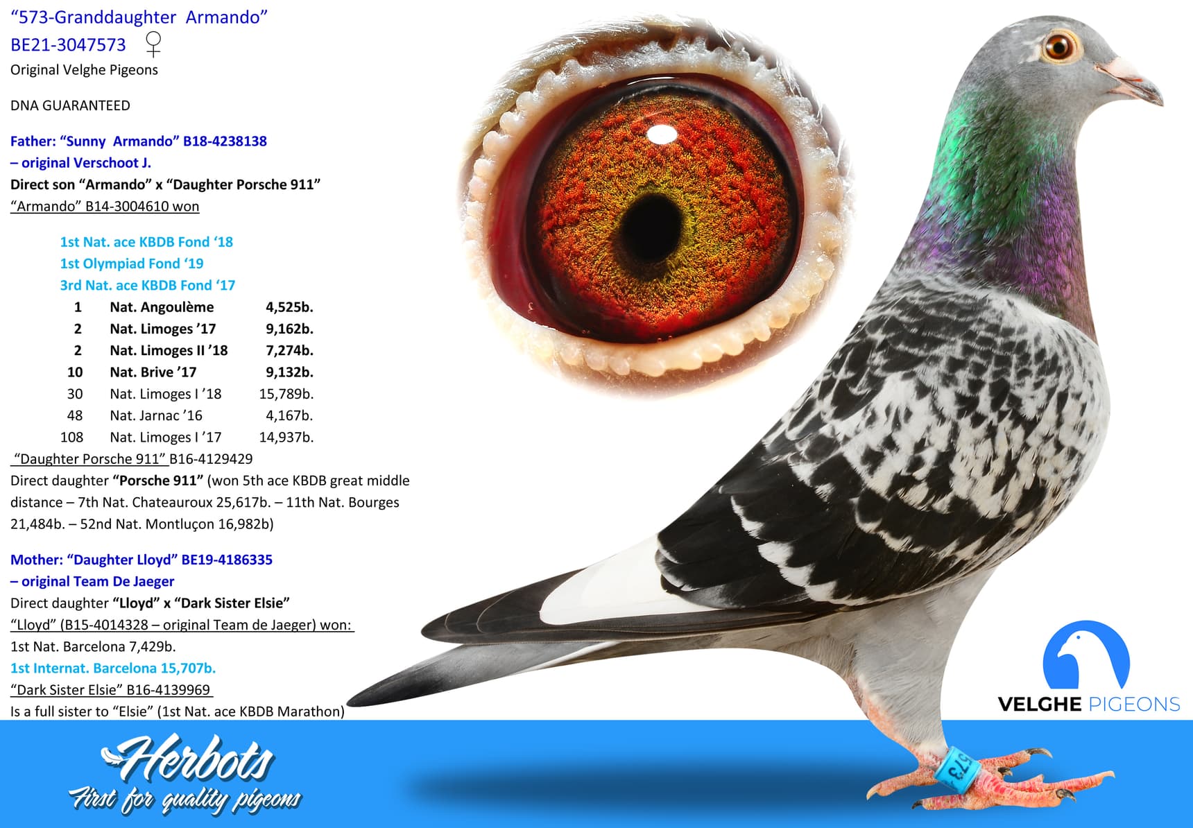pigeon: undefined